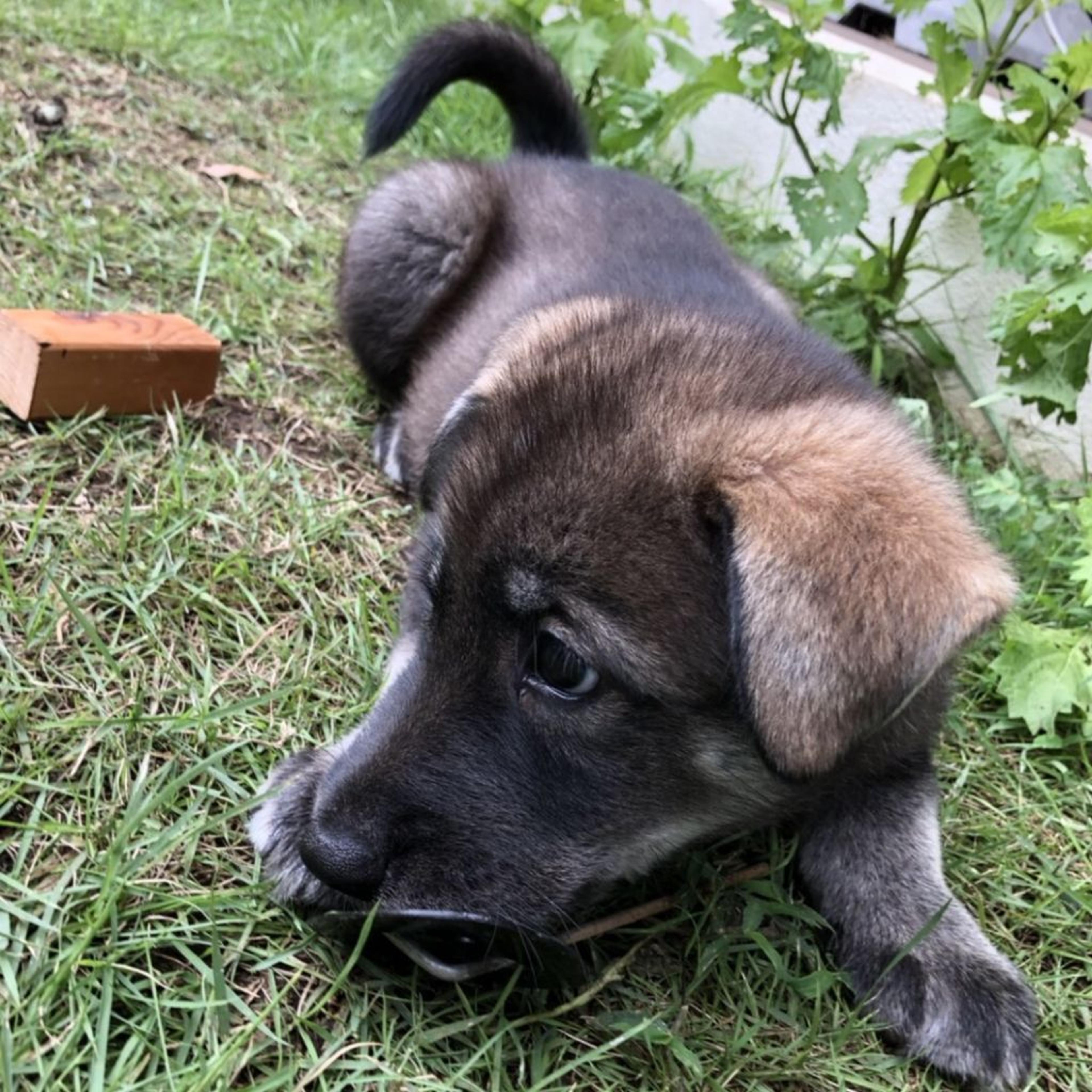 pet-image-5