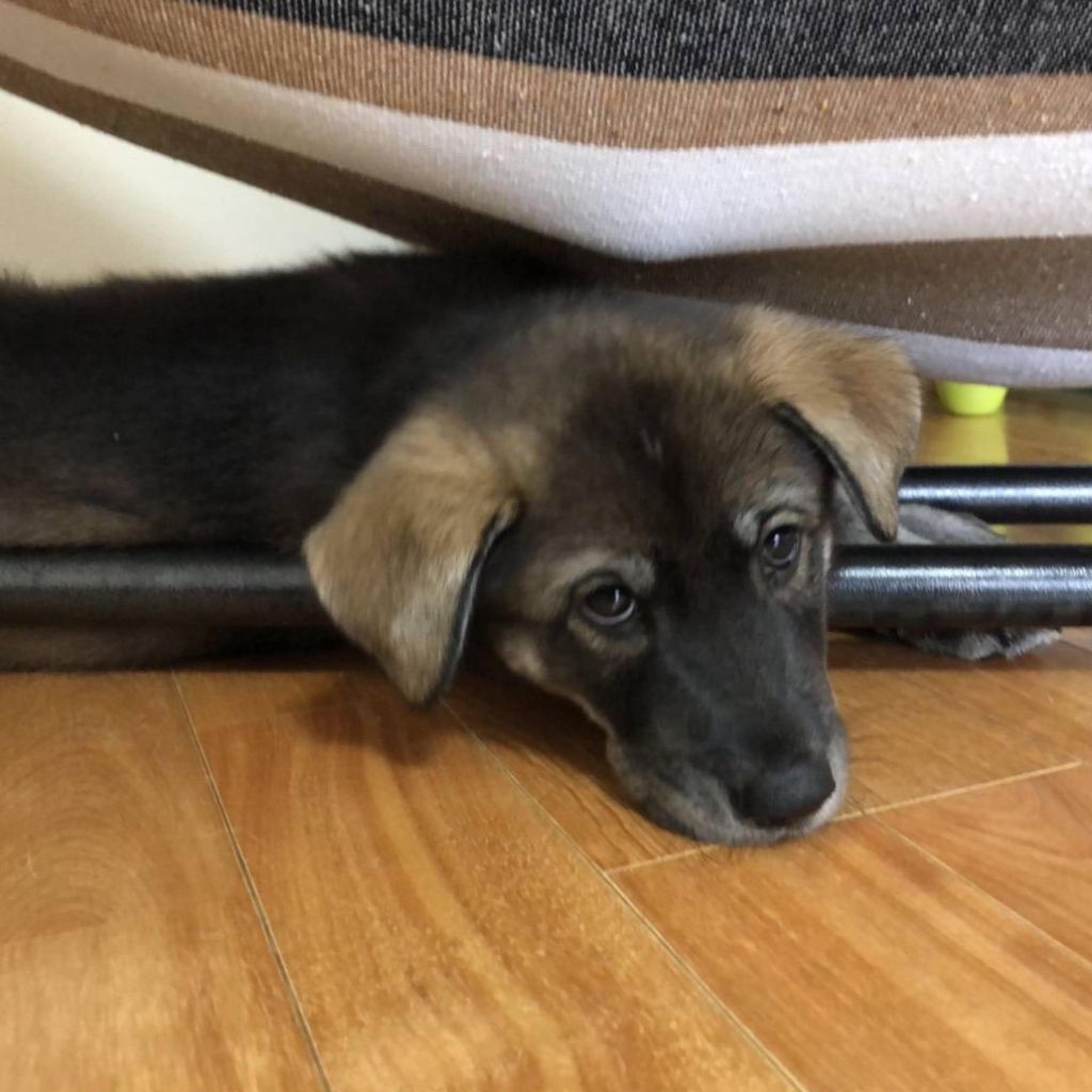 pet-image-2