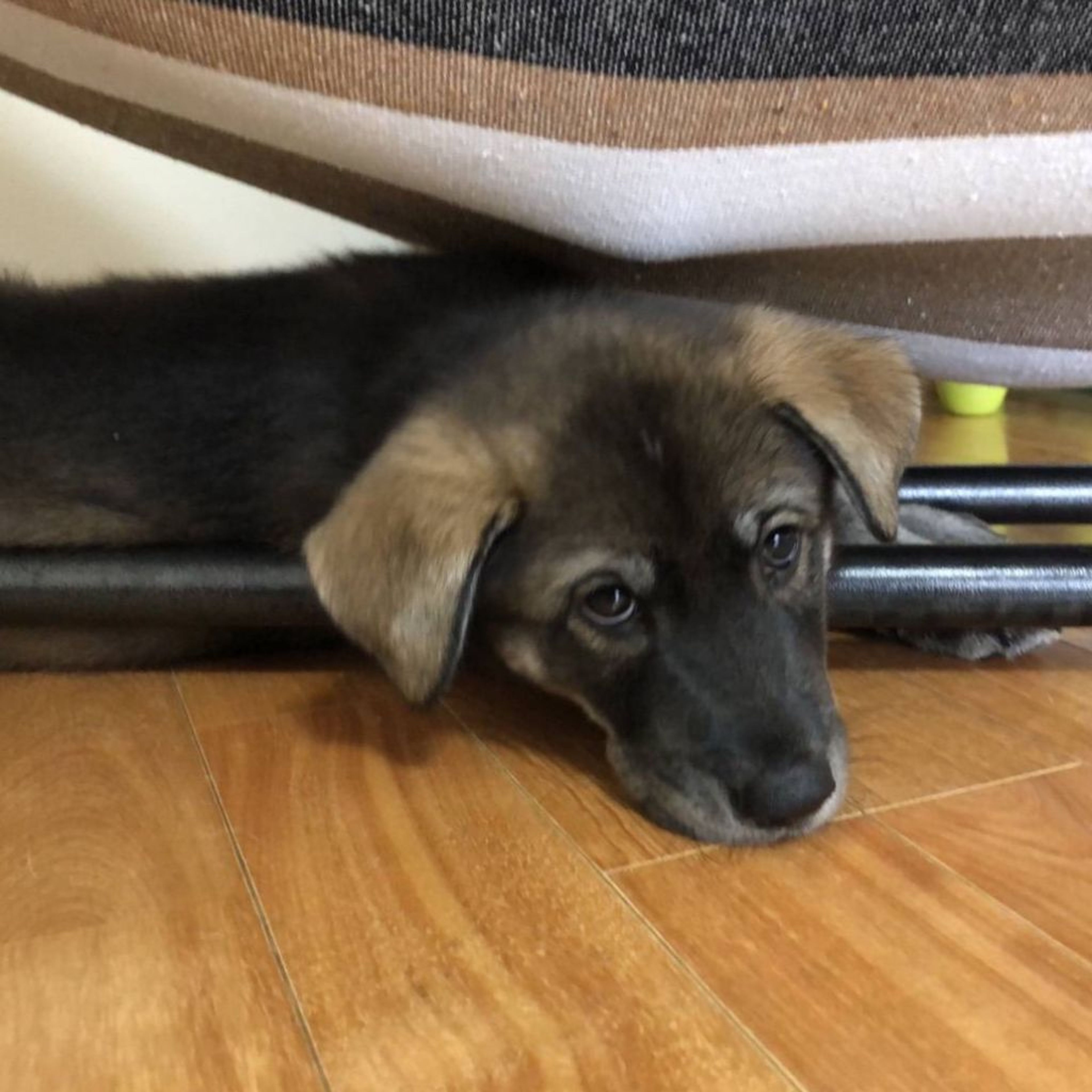 pet-image-2