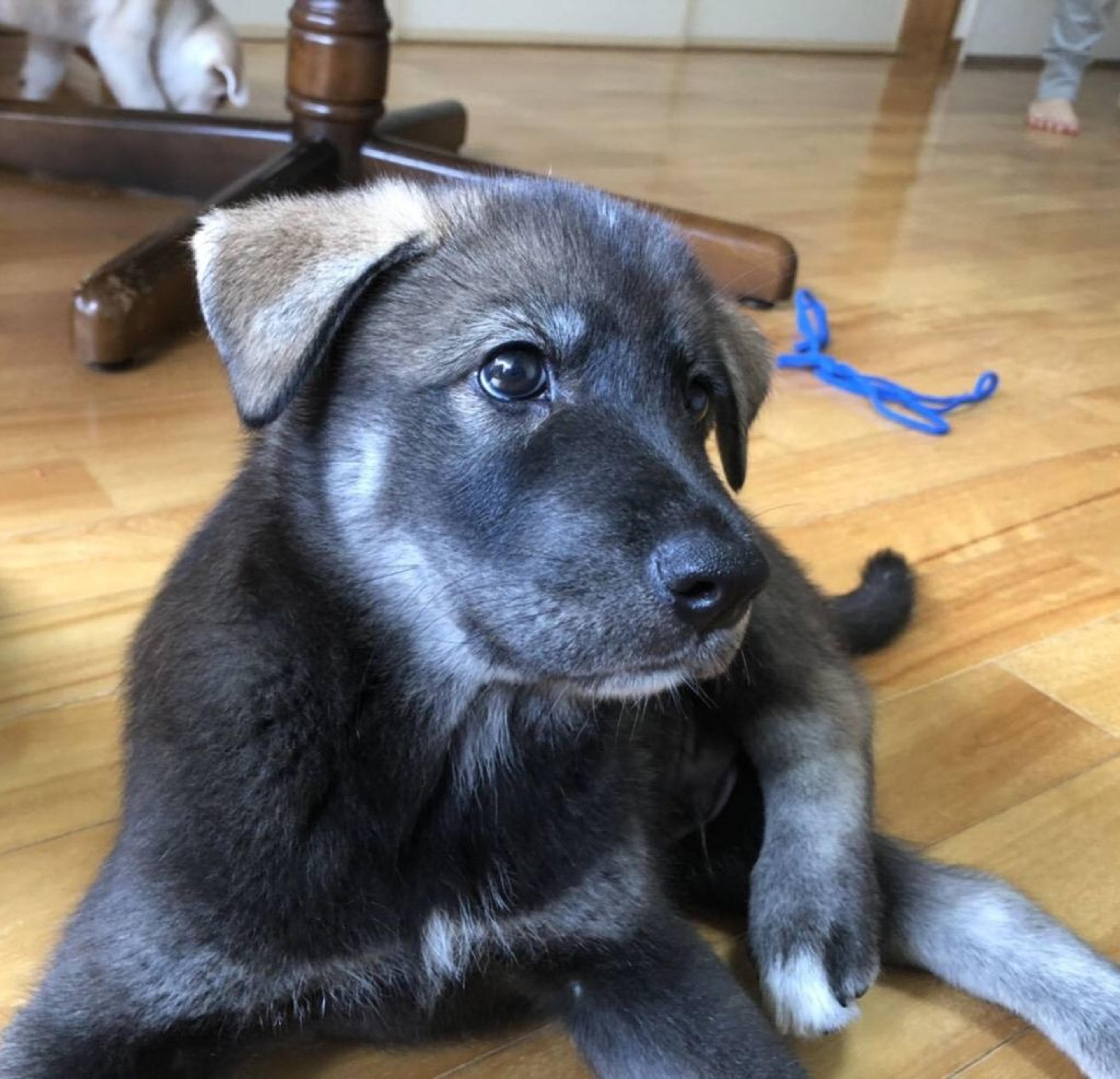 pet-image-4