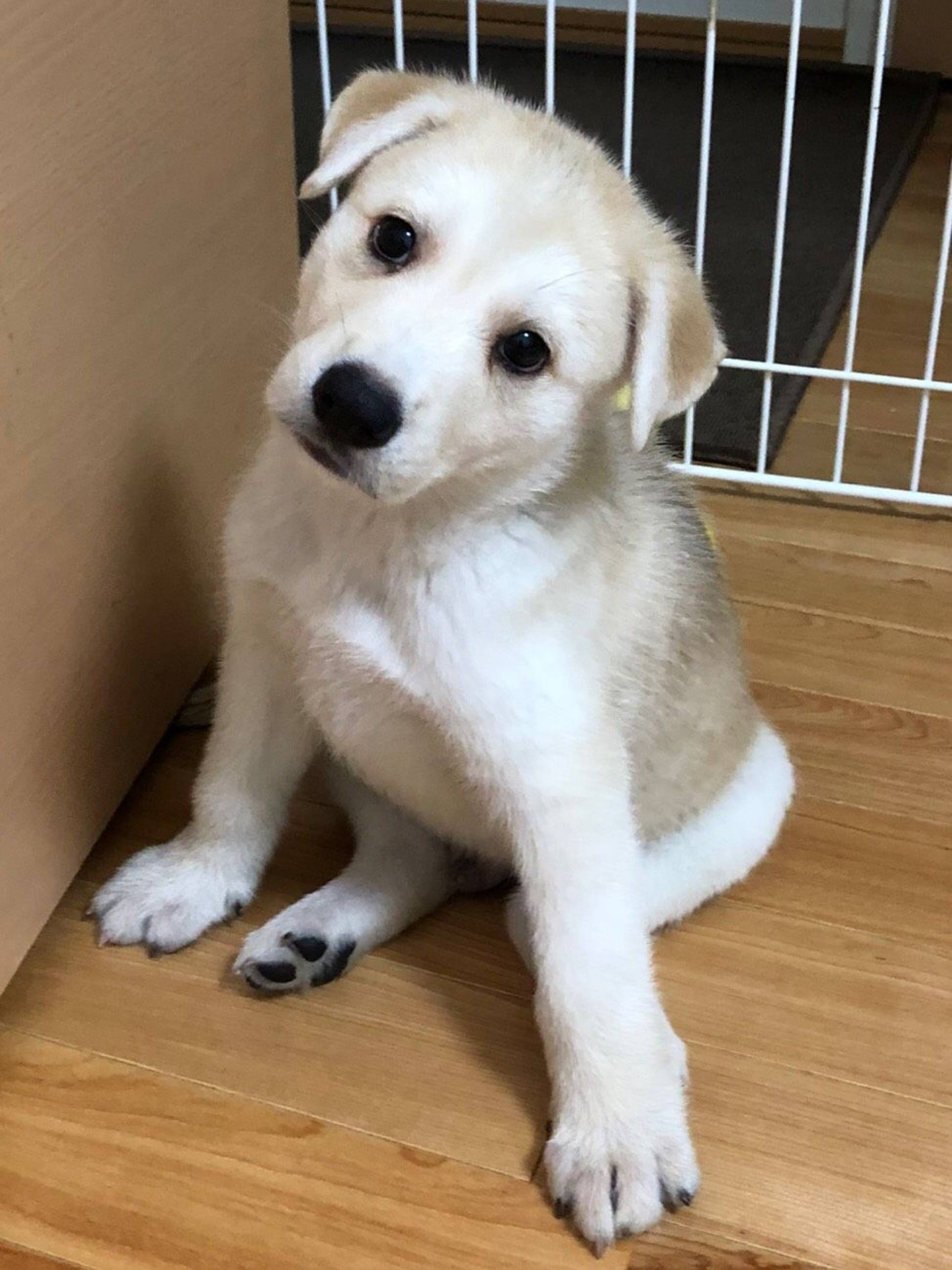 雑種（ミックス犬）・オスの里親募集の写真