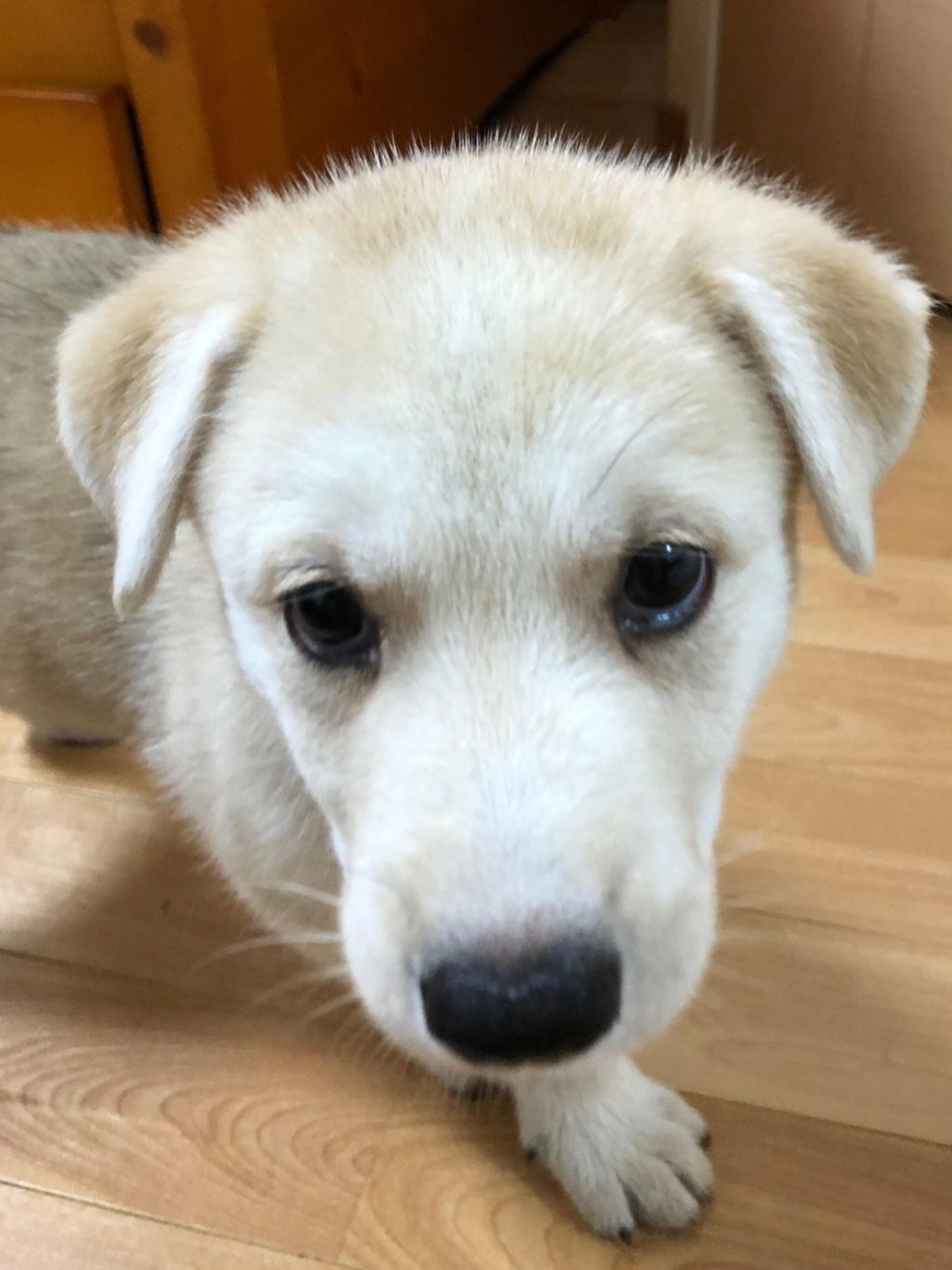 pet-image-2