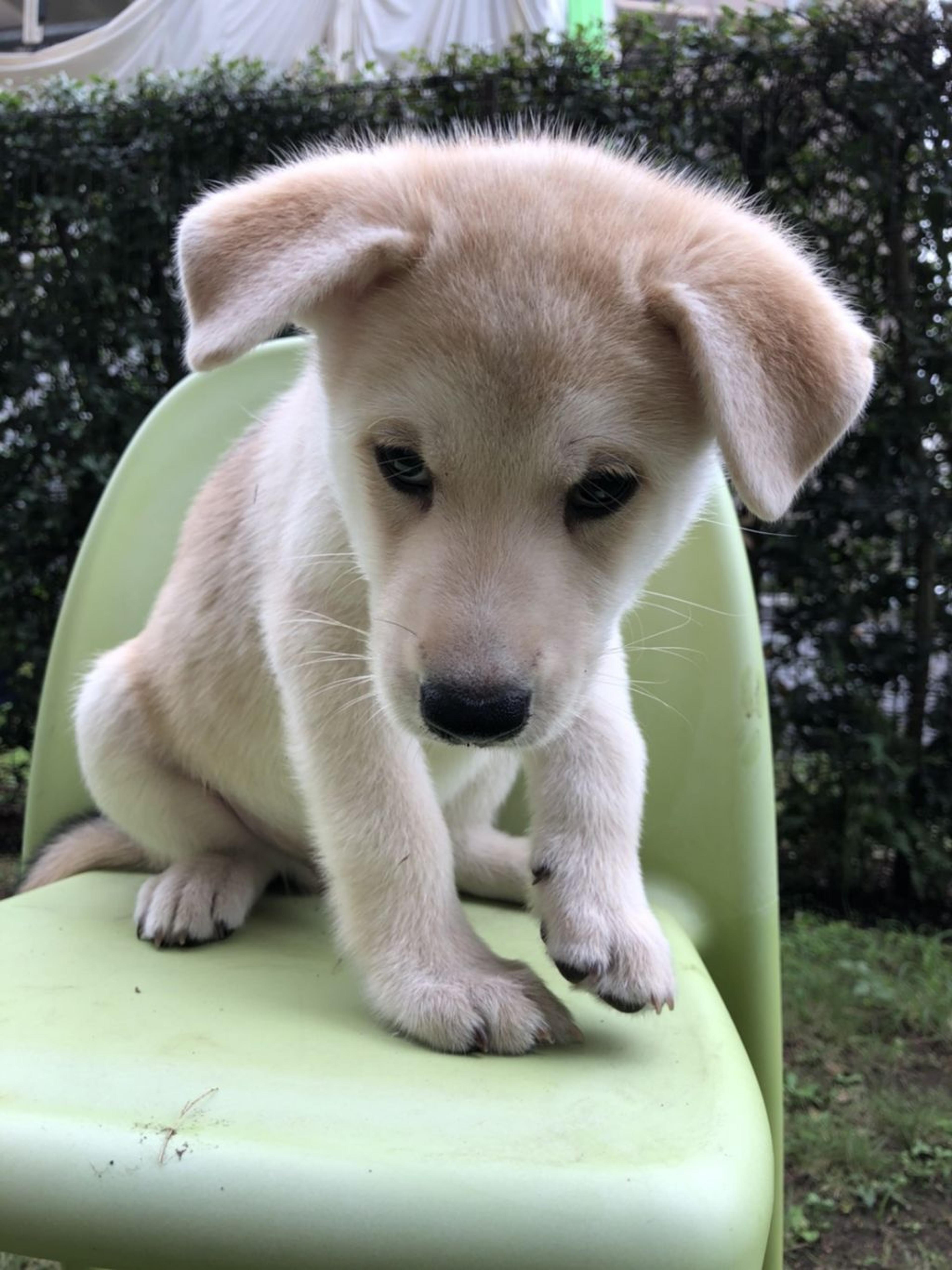 pet-image-3