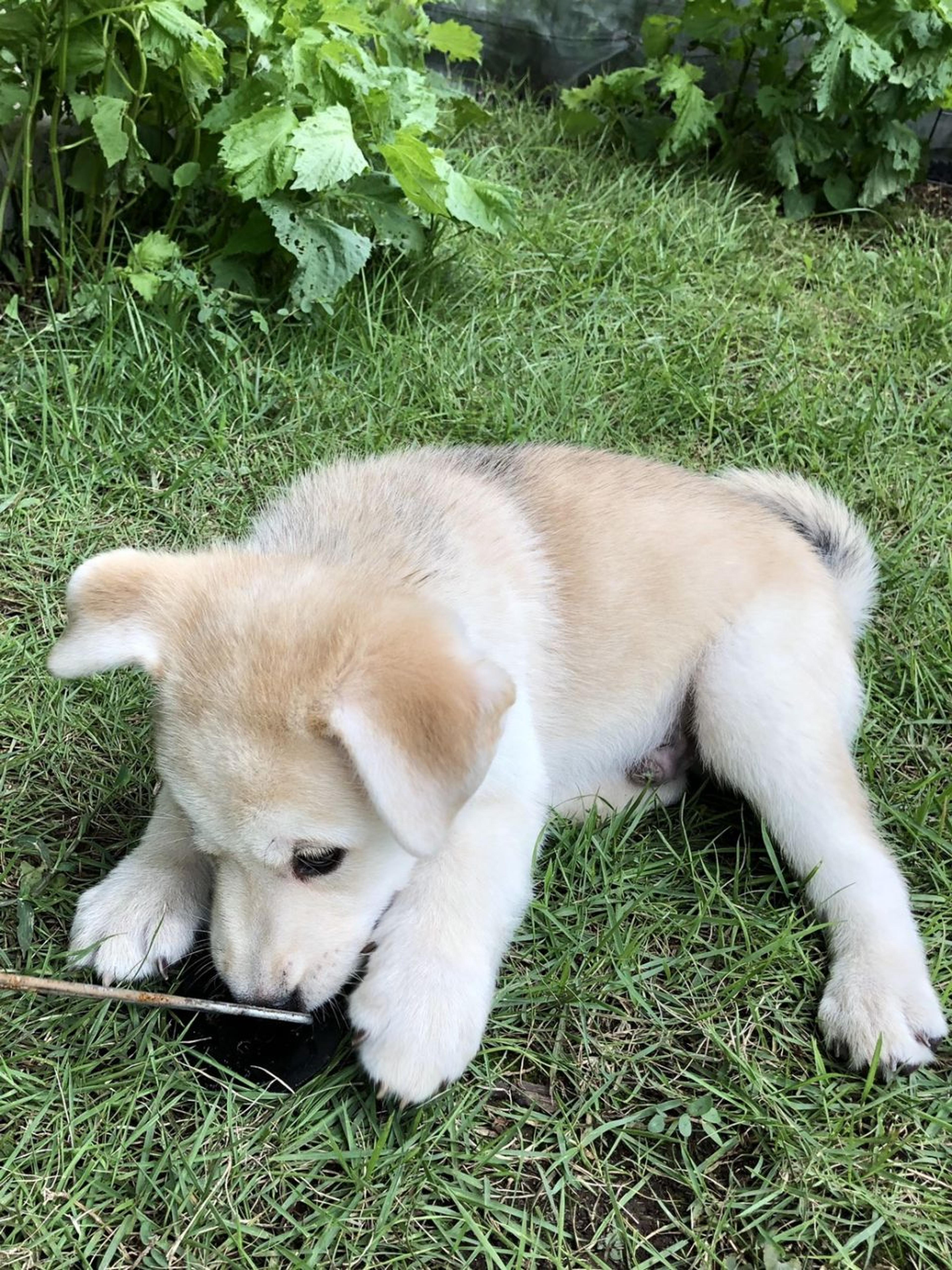 pet-image-4