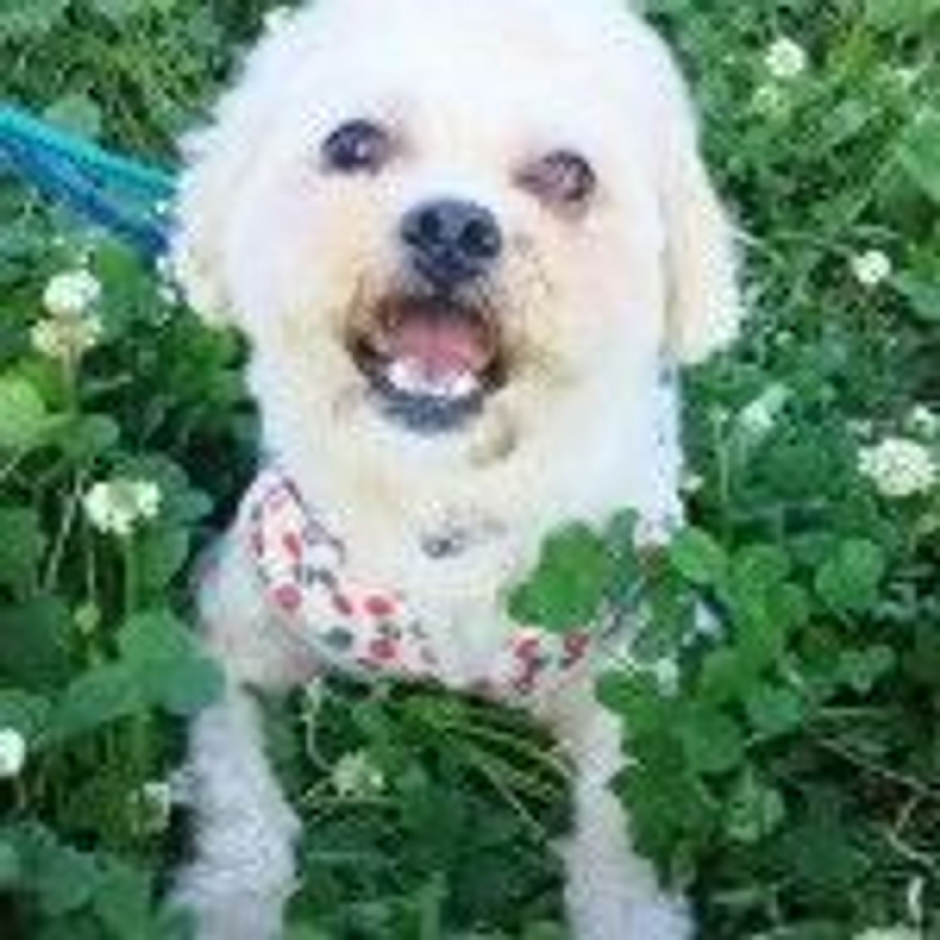 雑種（ミックス犬）・オスの里親募集の写真