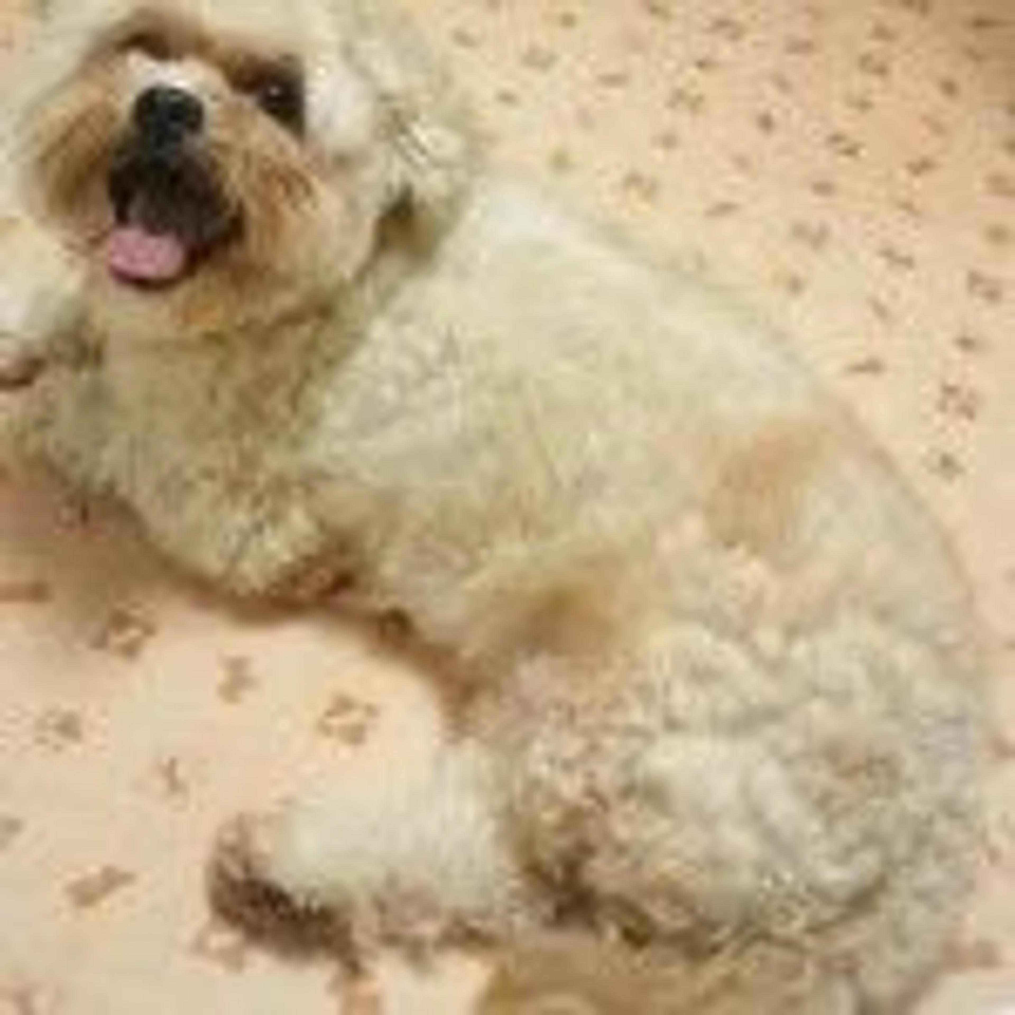 pet-image-2