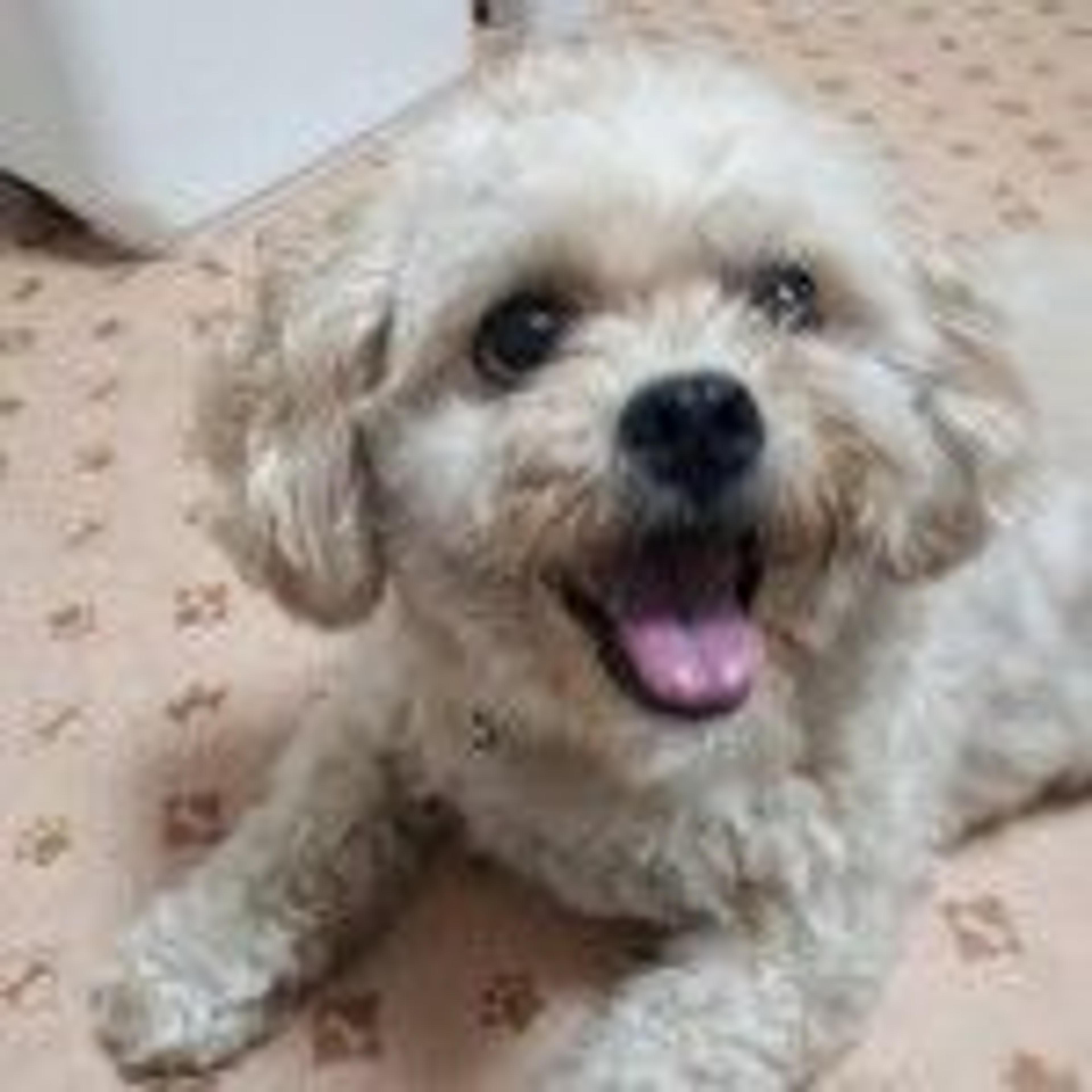 pet-image-3