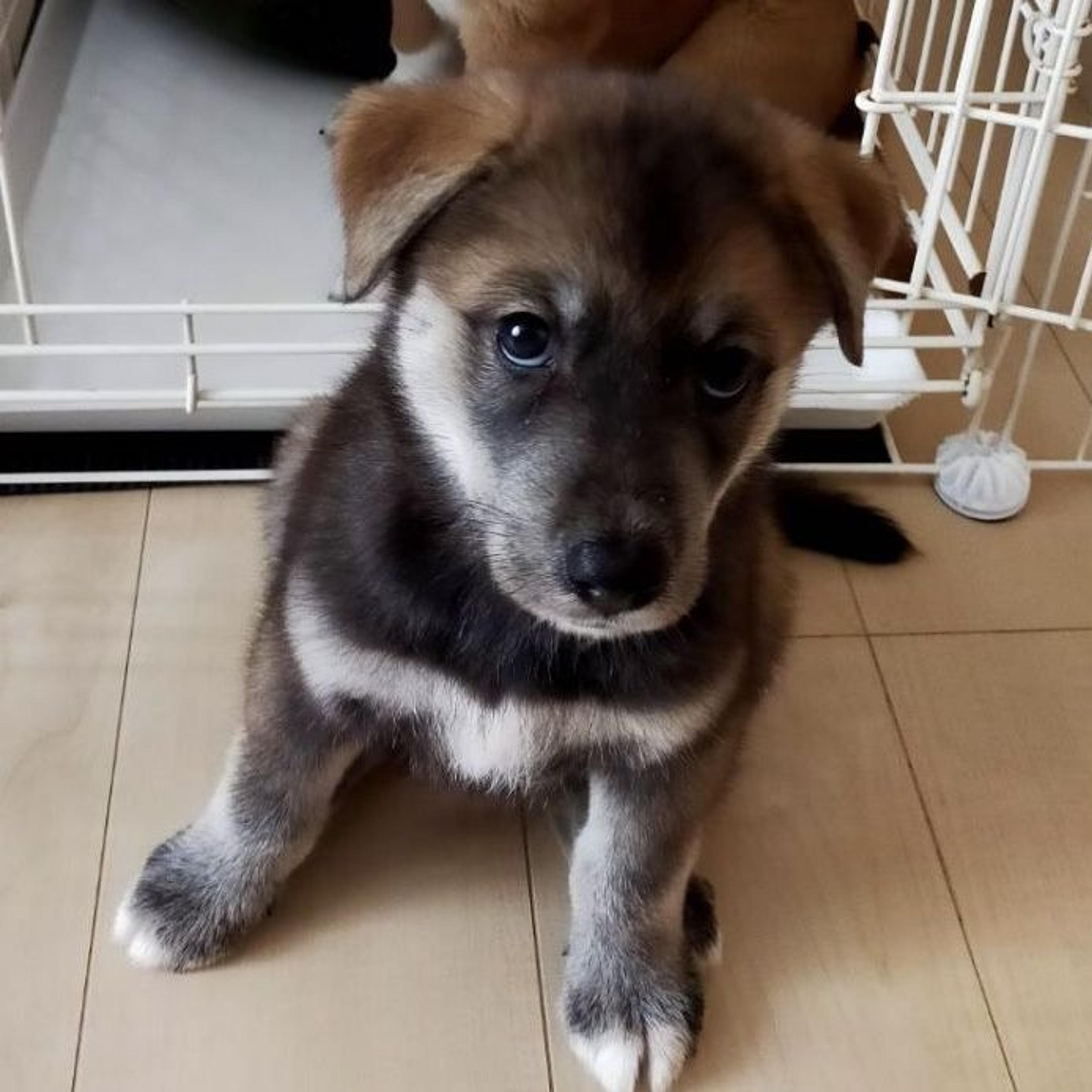 pet-image-3