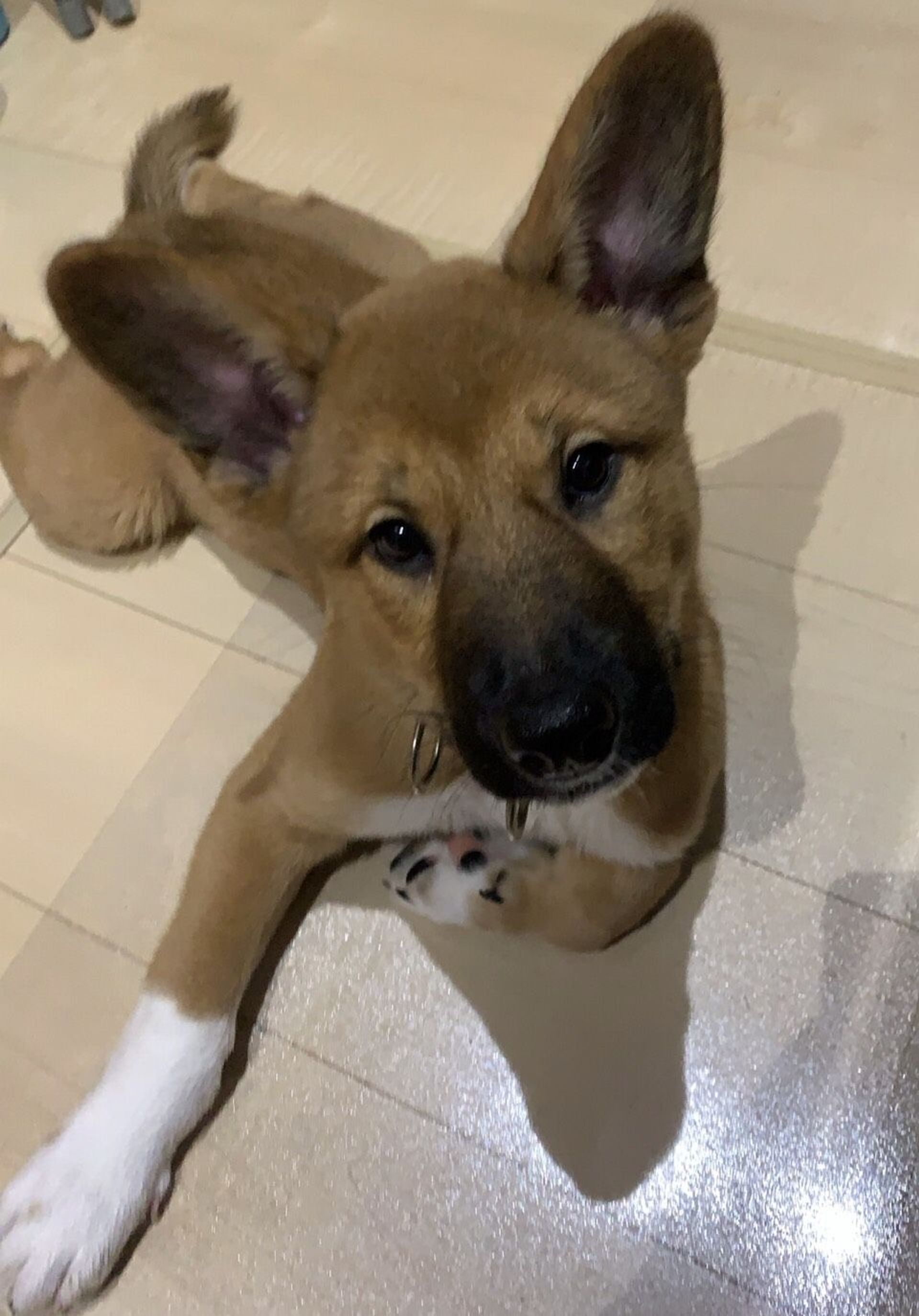 雑種（ミックス犬）・オスの里親募集の写真