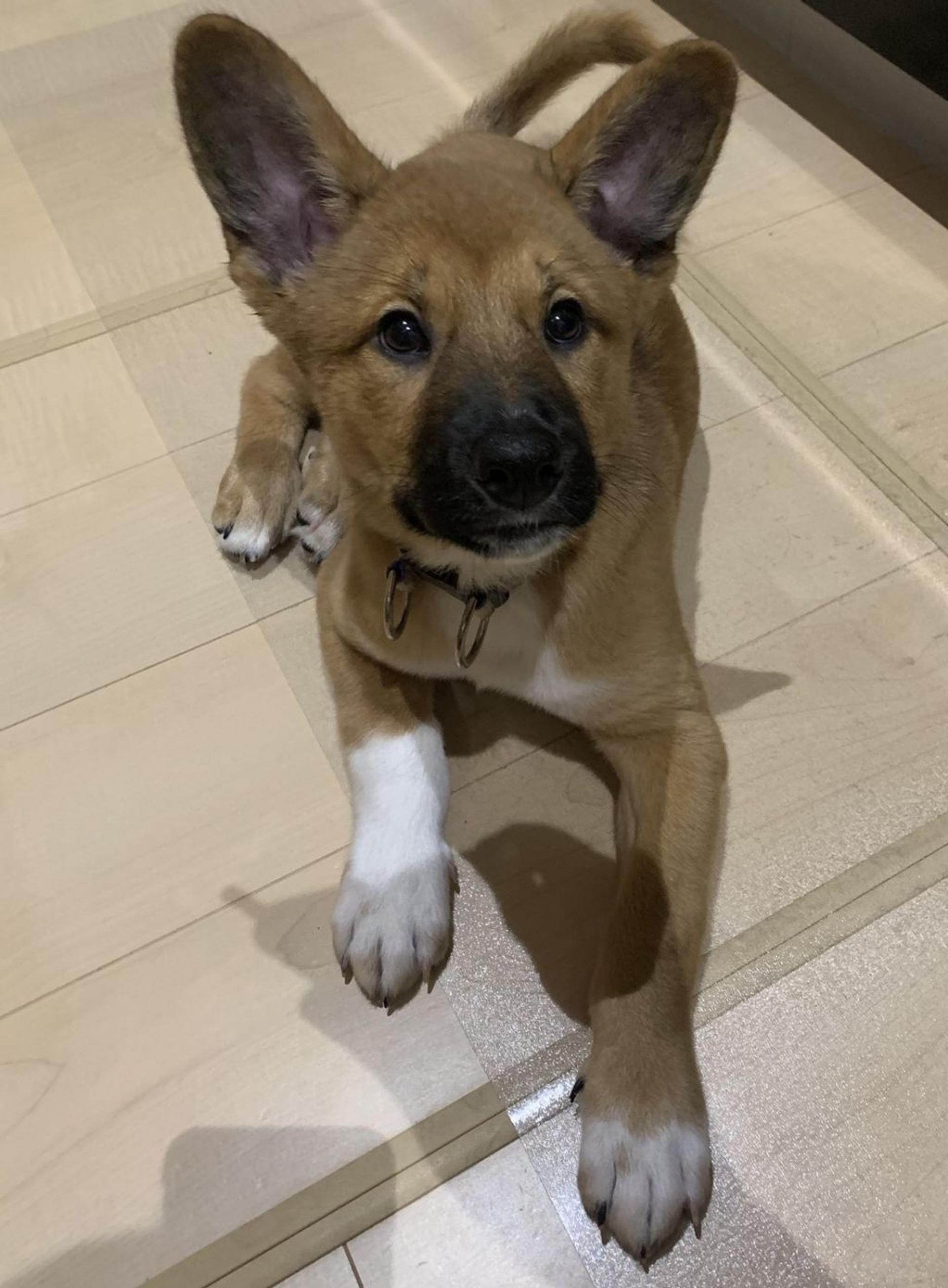 pet-image-3