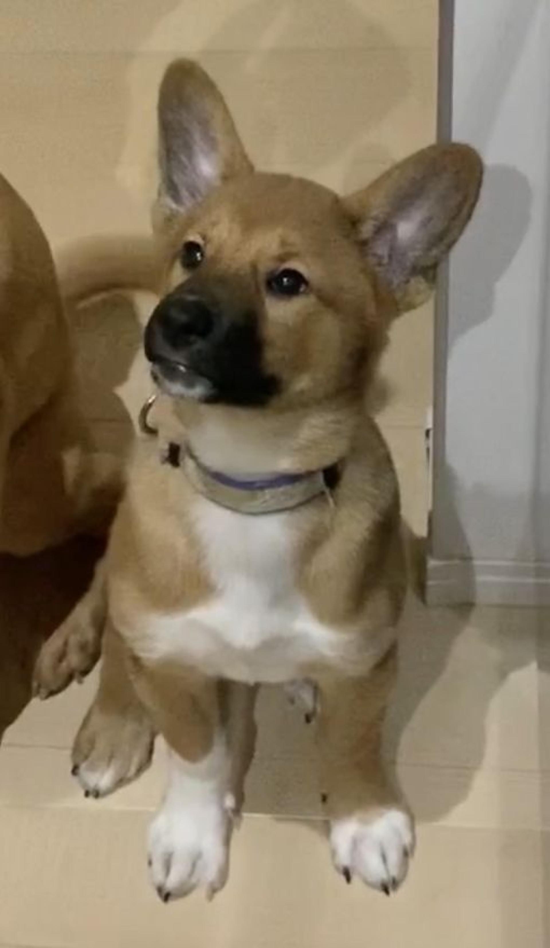 pet-image-4
