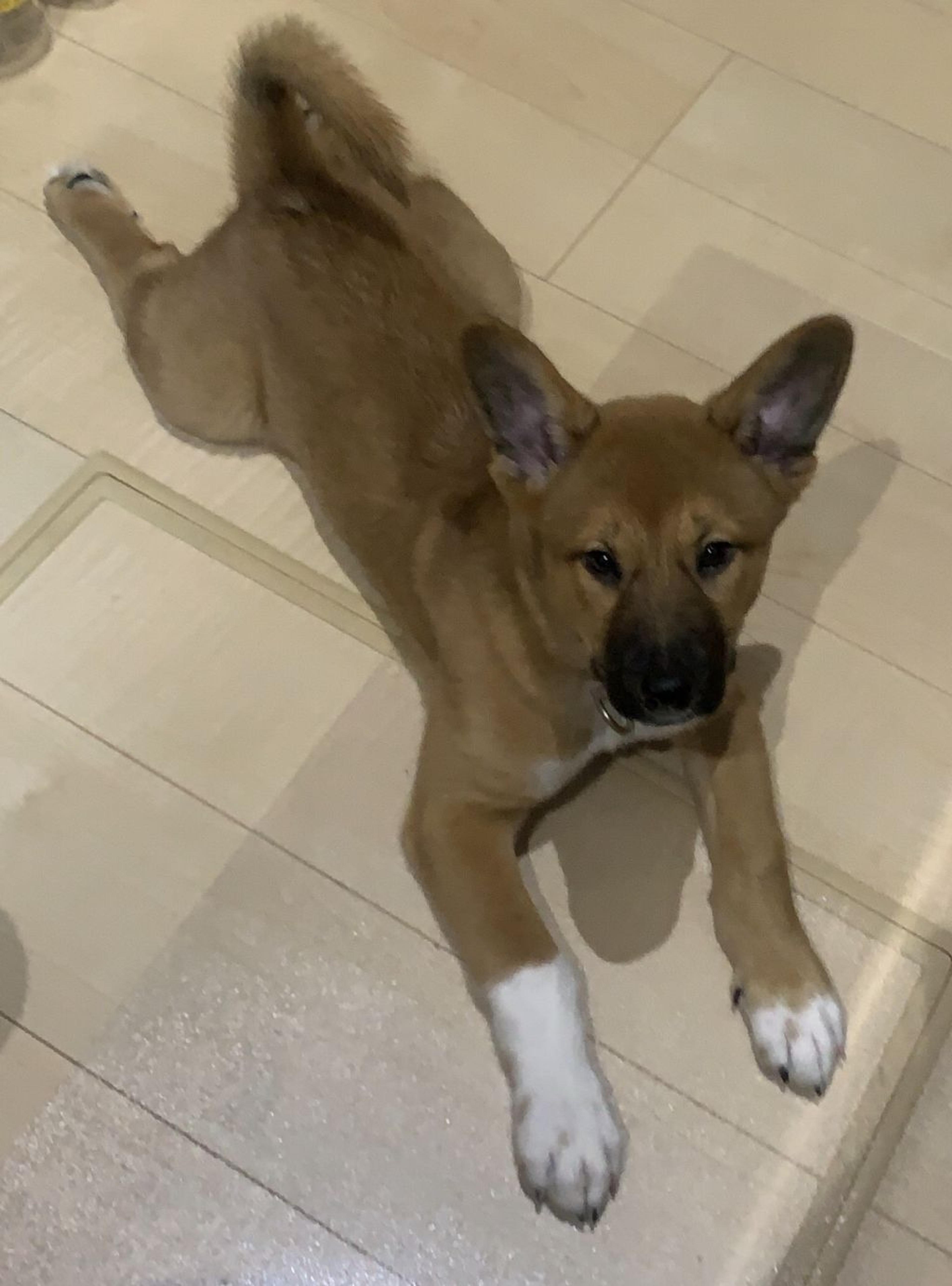 pet-image-6