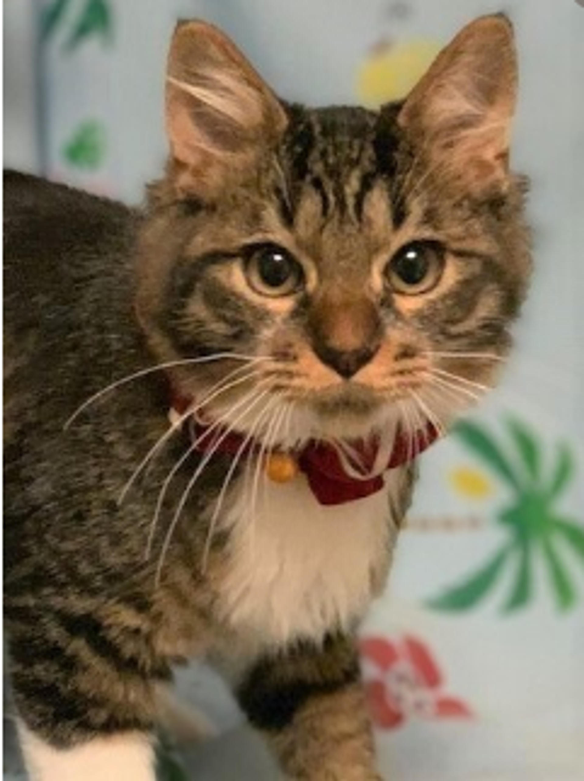 pet-image-2