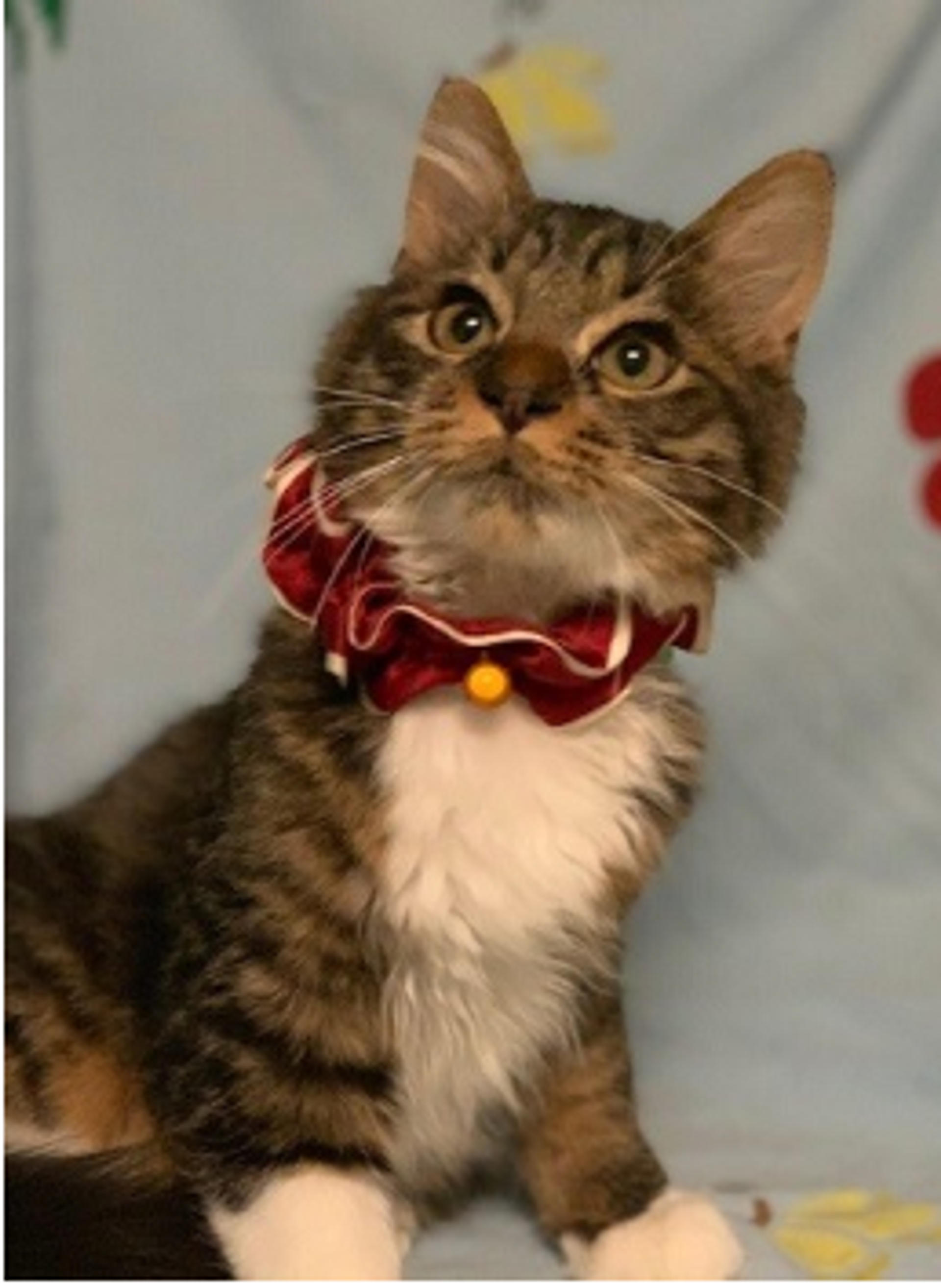 pet-image-3