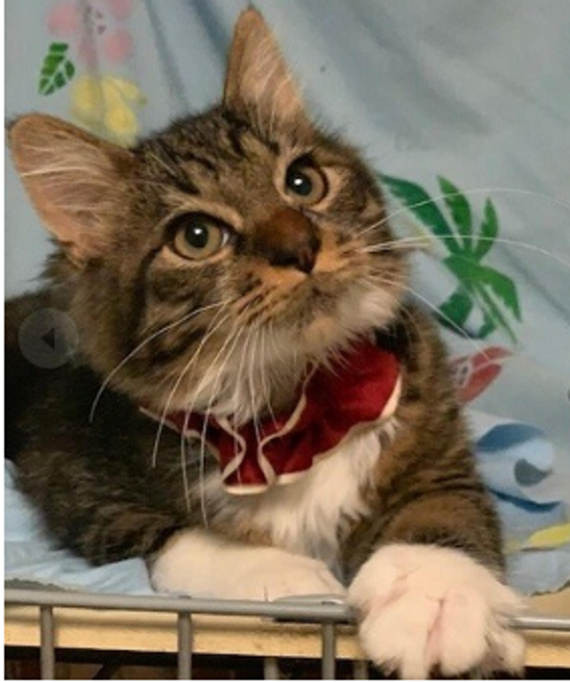 pet-image-5