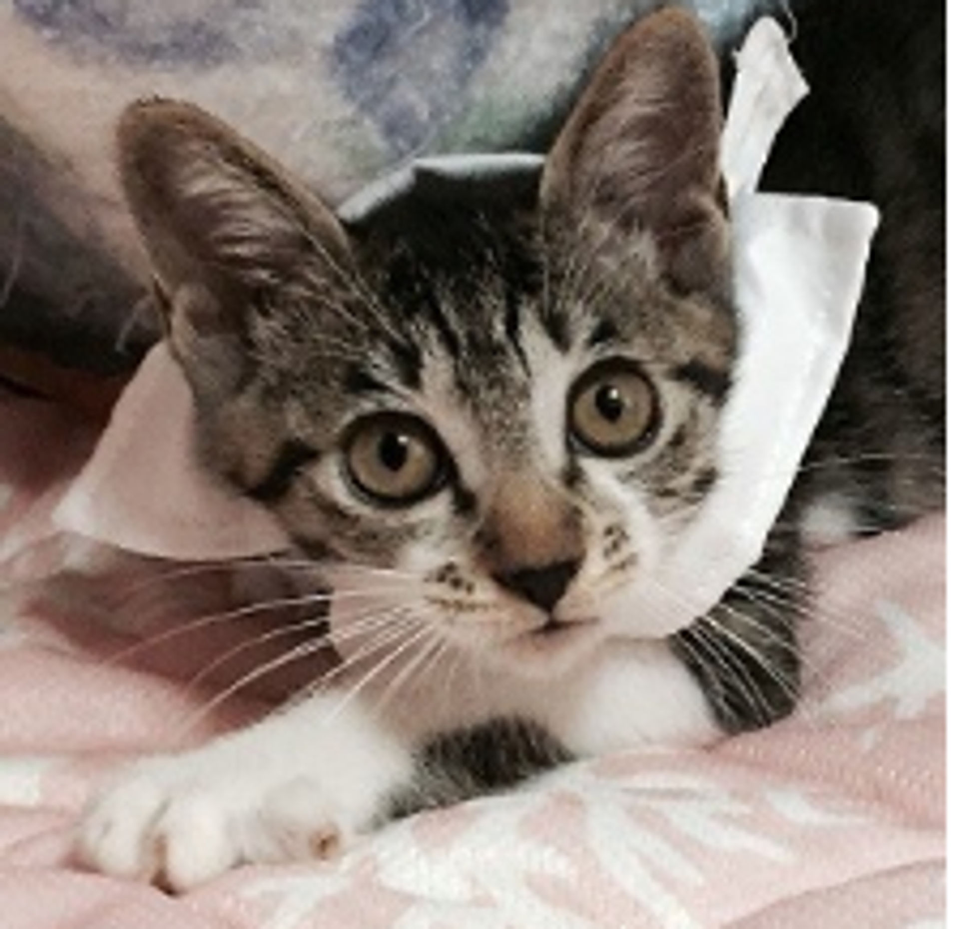 雑種（ミックス猫）・メスの里親募集の写真