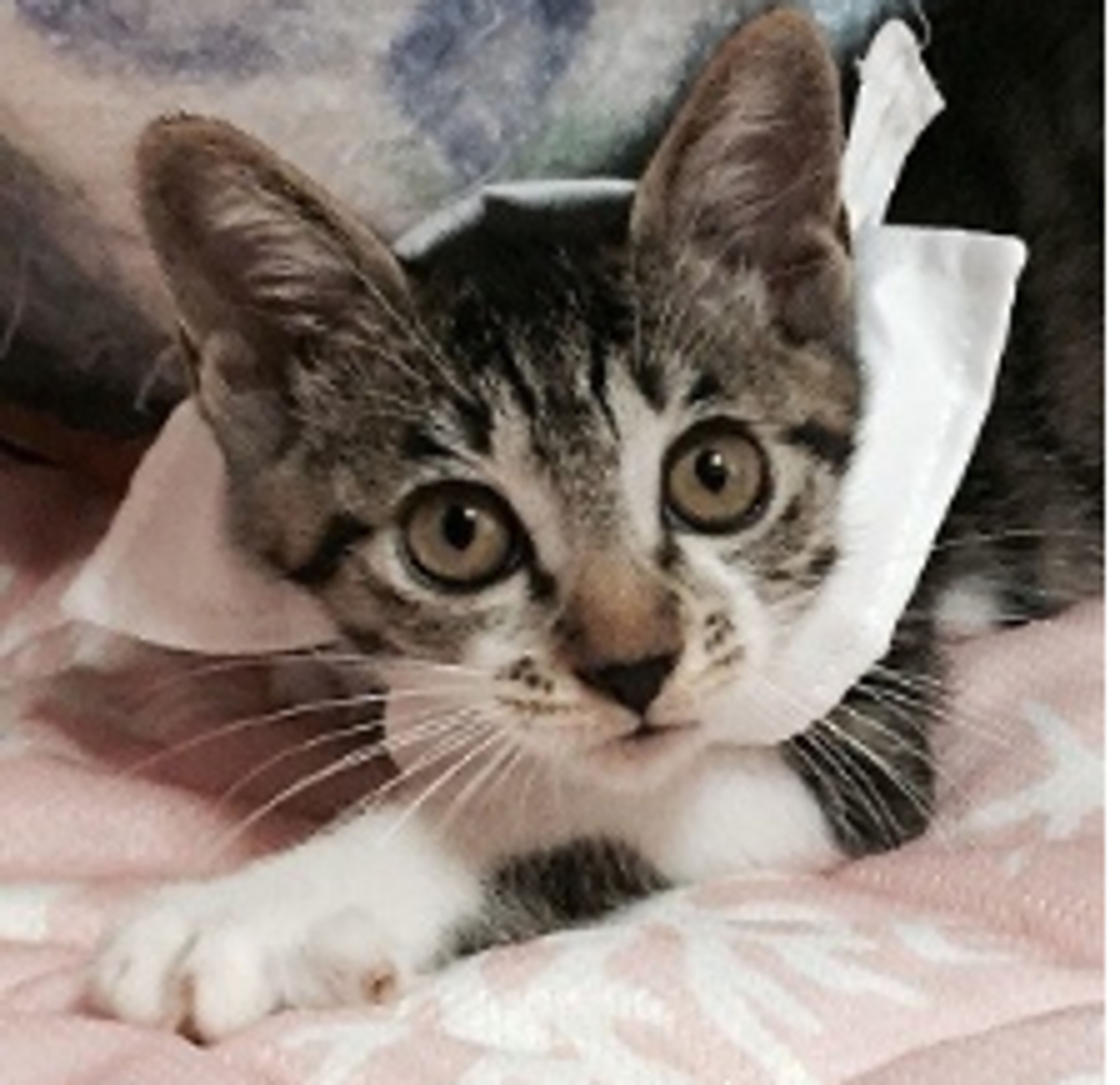 雑種（ミックス猫）・メスの里親募集の写真