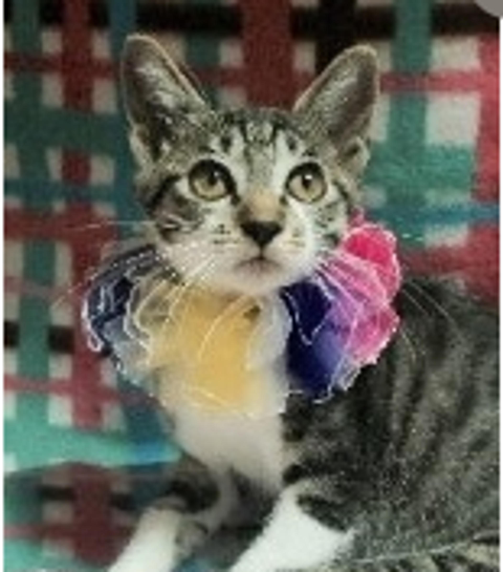 pet-image-2
