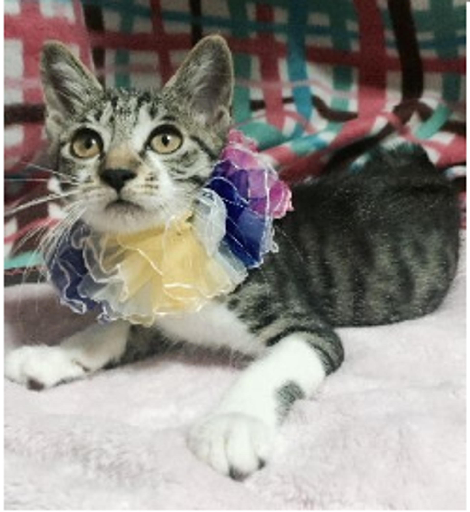 pet-image-3