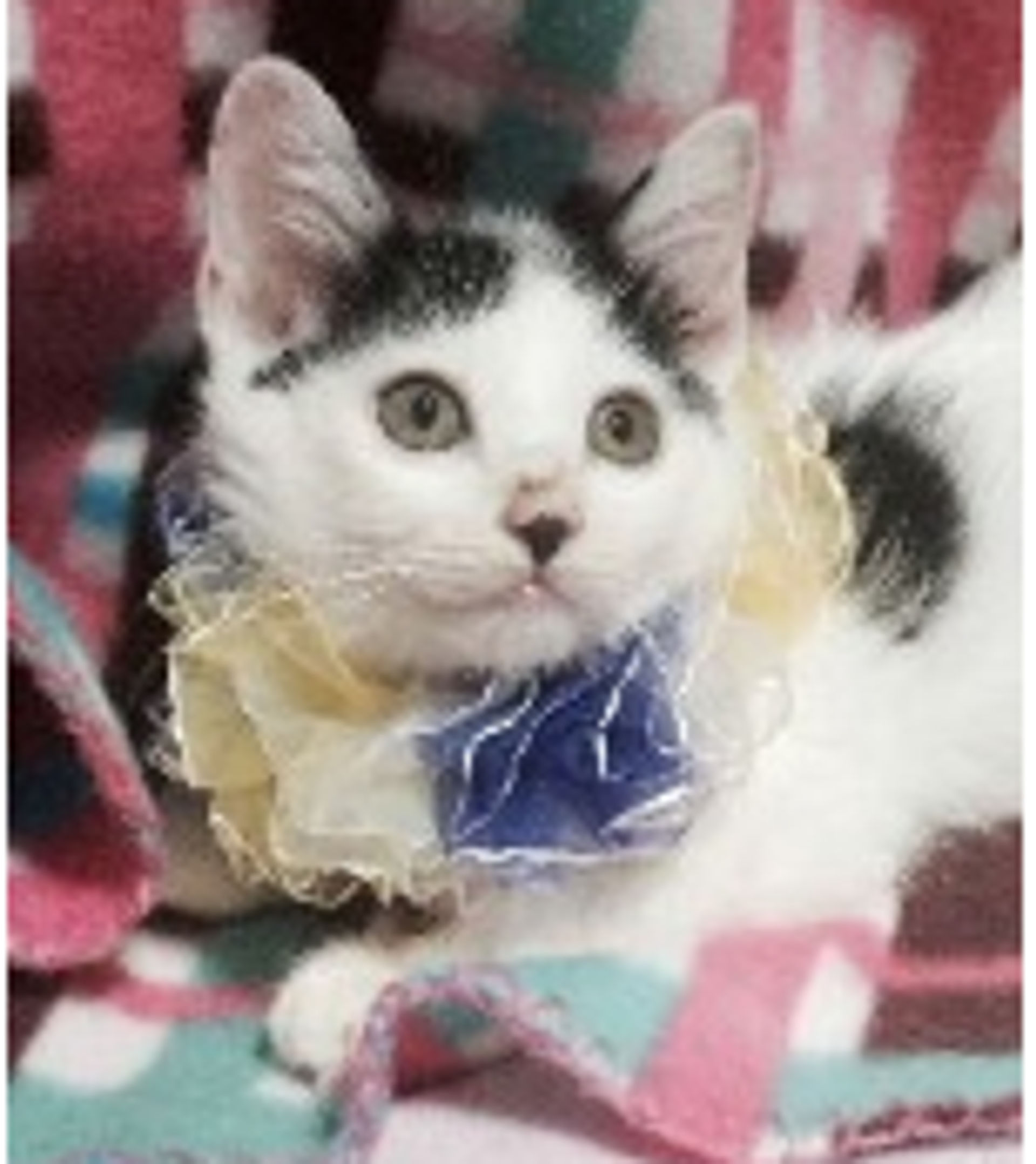 雑種（ミックス猫）・オスの里親募集の写真