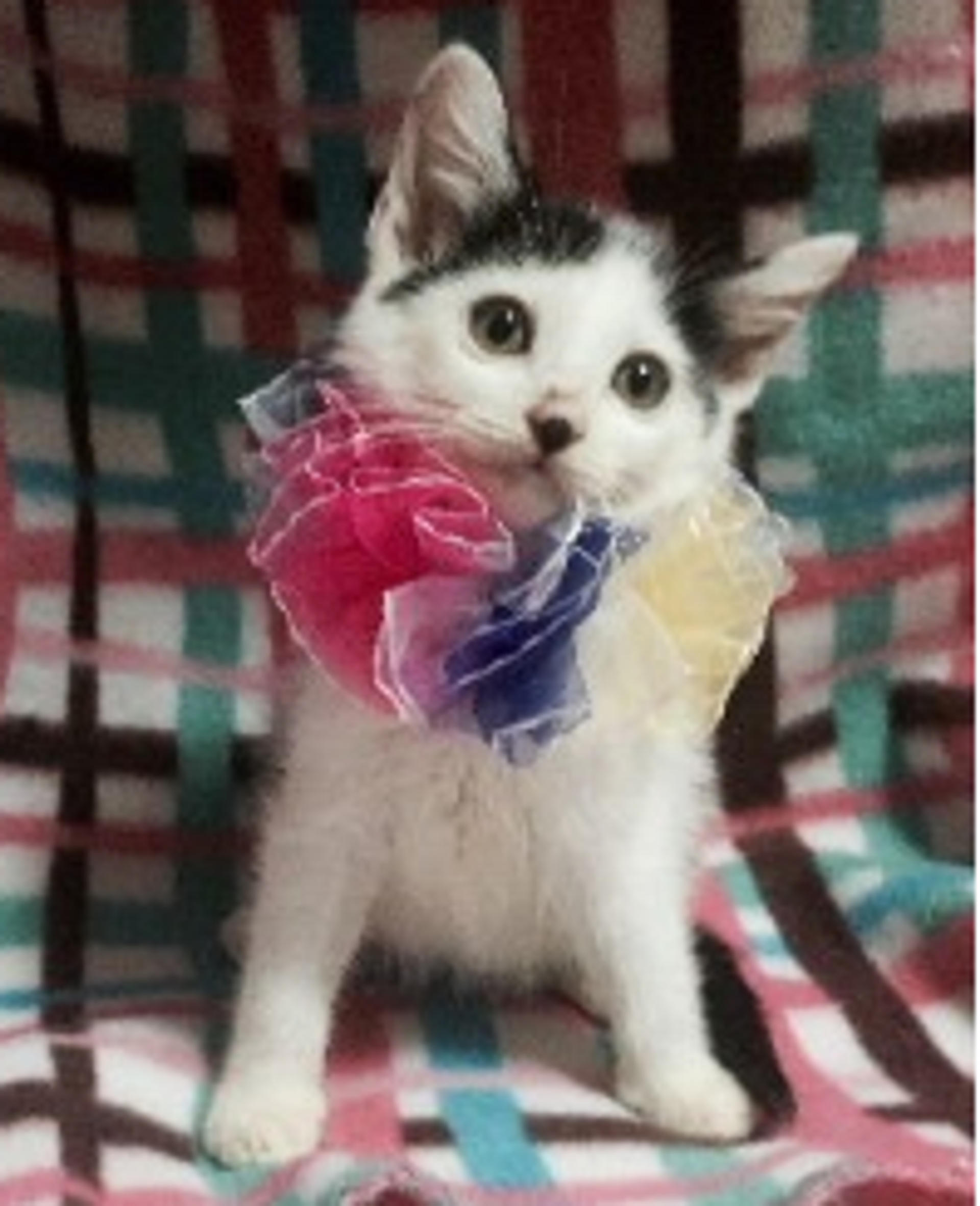 pet-image-2