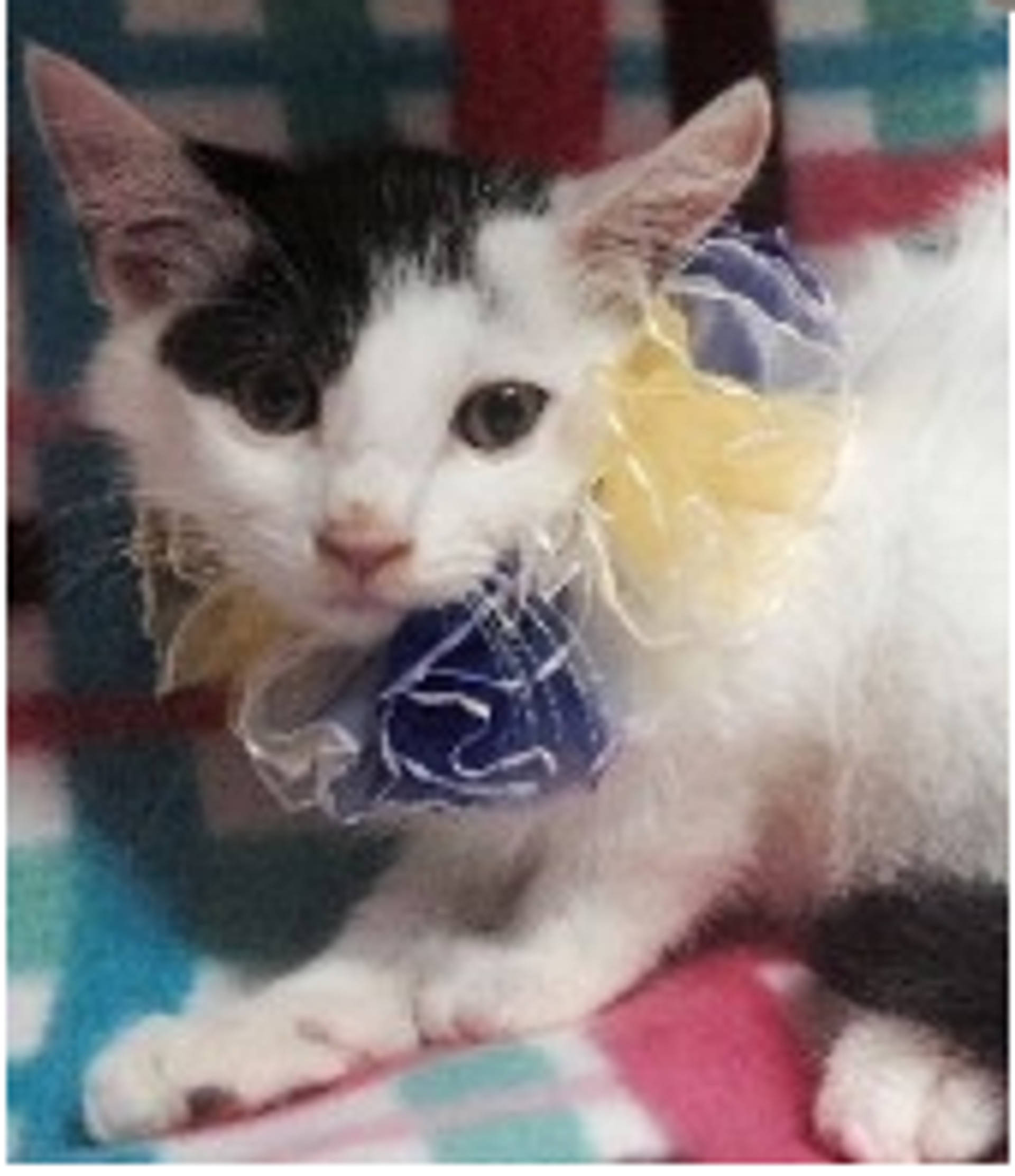 雑種（ミックス猫）・メスの里親募集の写真