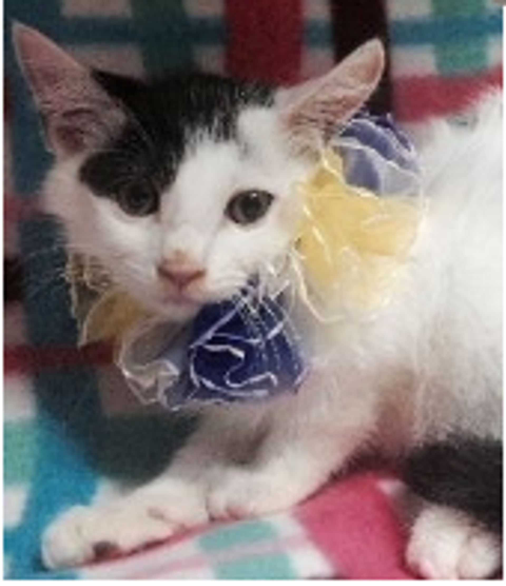 雑種（ミックス猫）・メスの里親募集の写真