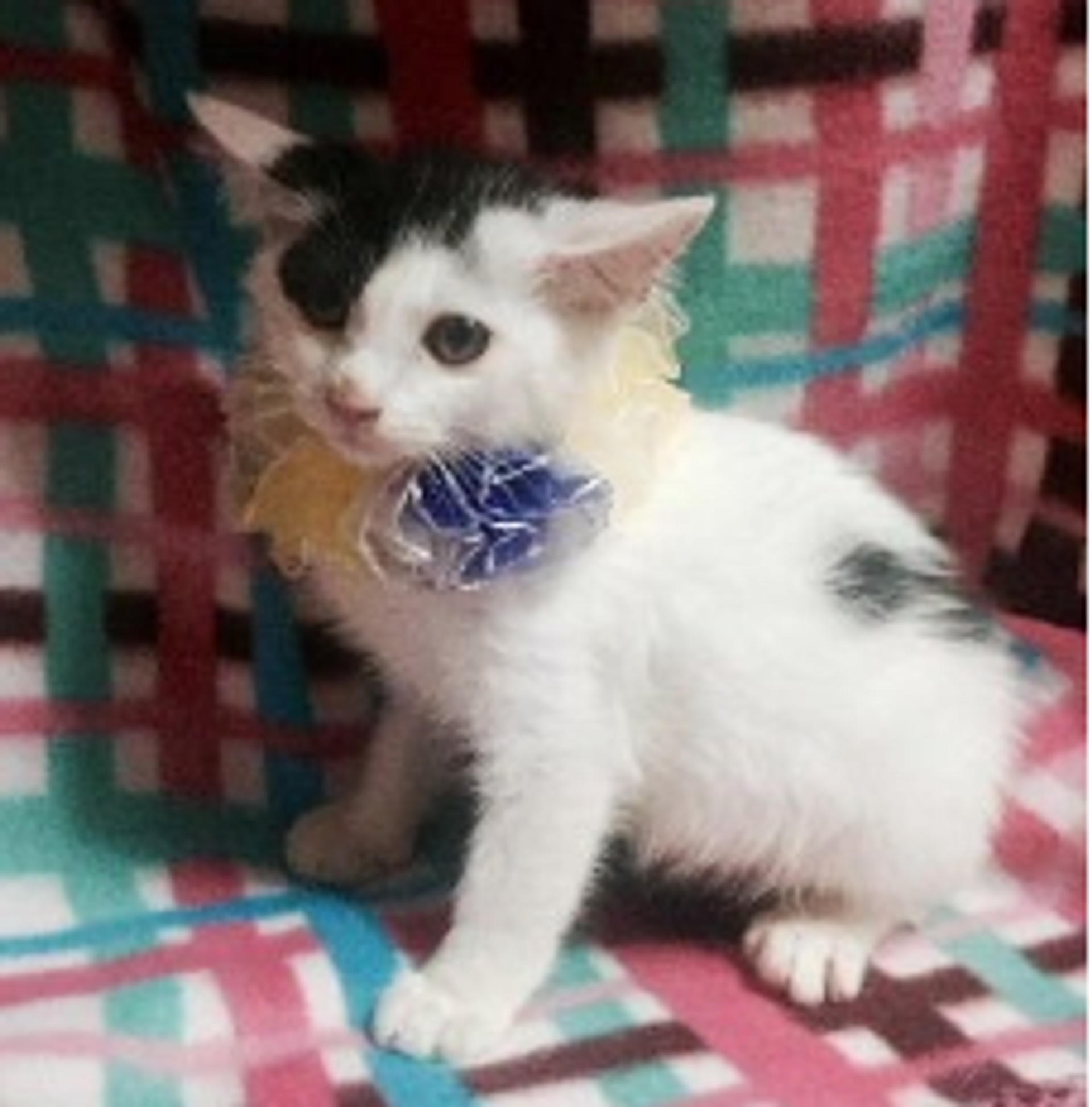 pet-image-2