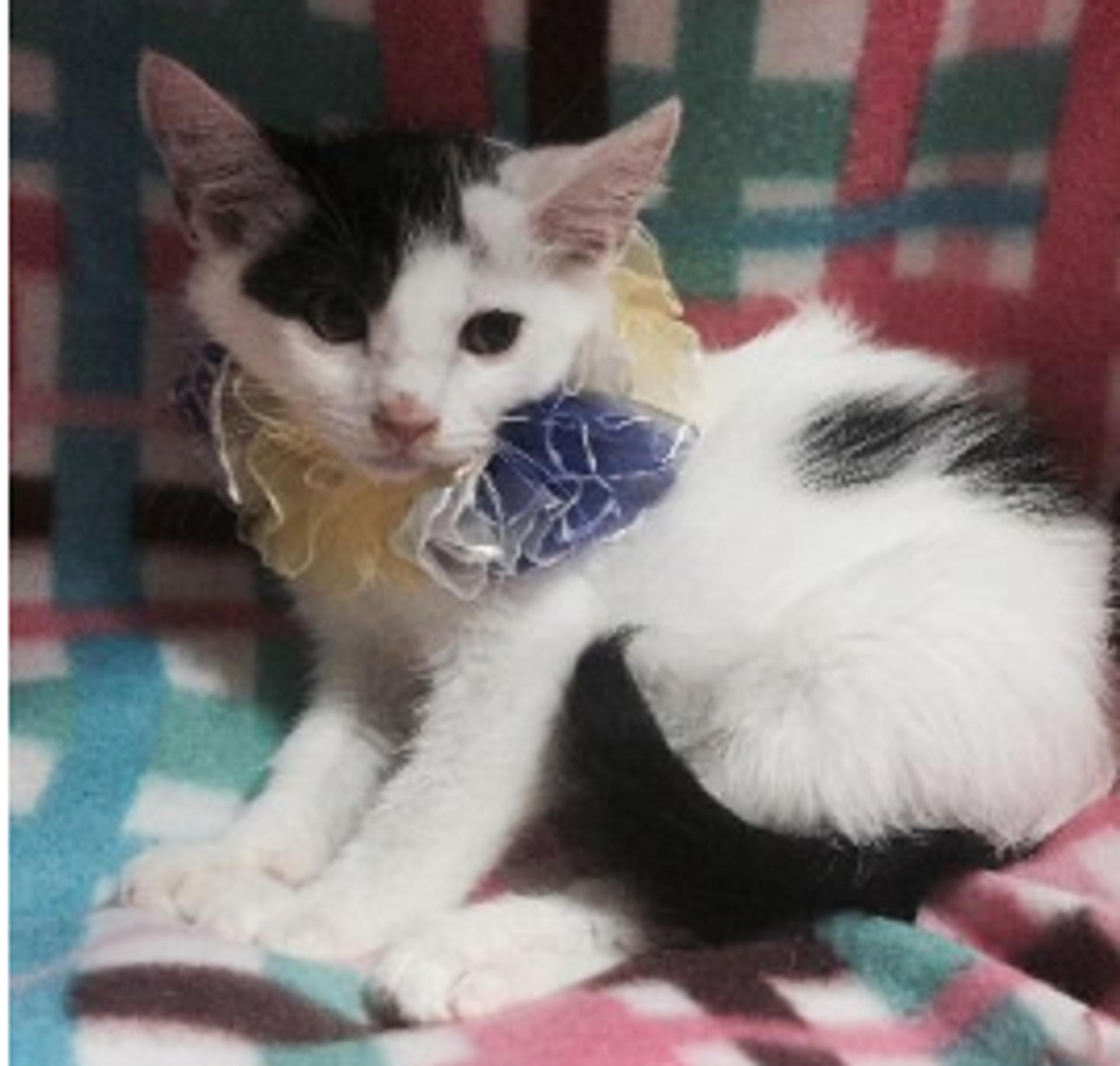 pet-image-3
