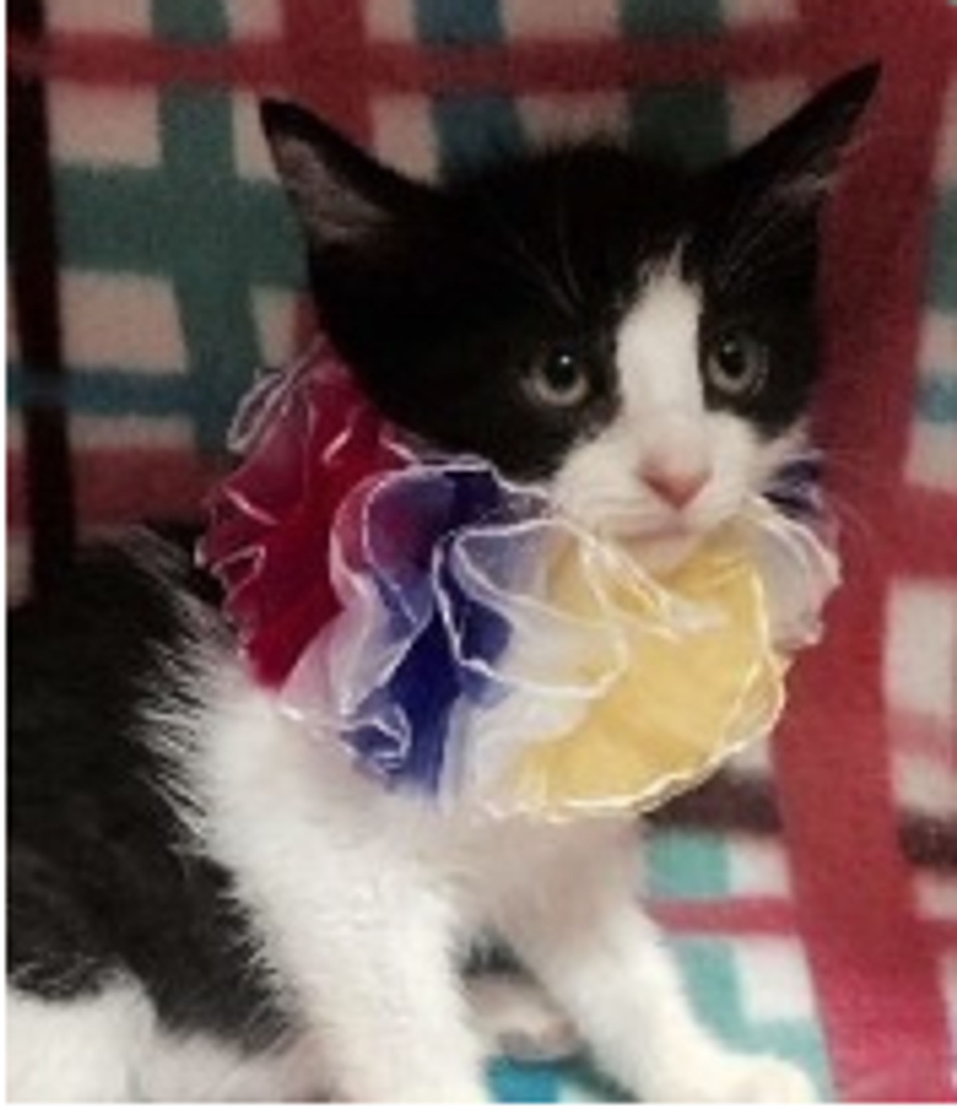 雑種（ミックス猫）・メスの里親募集の写真