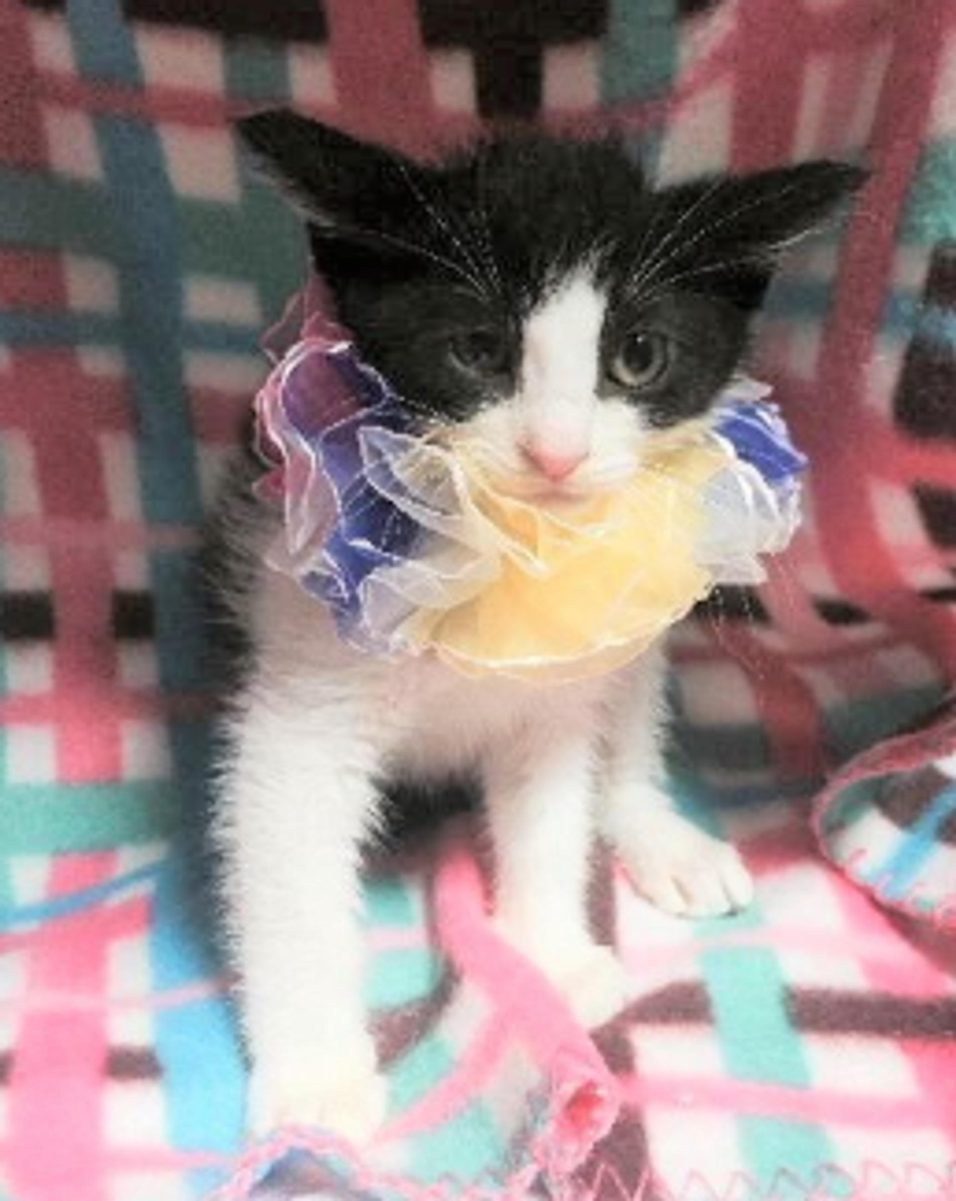 pet-image-2