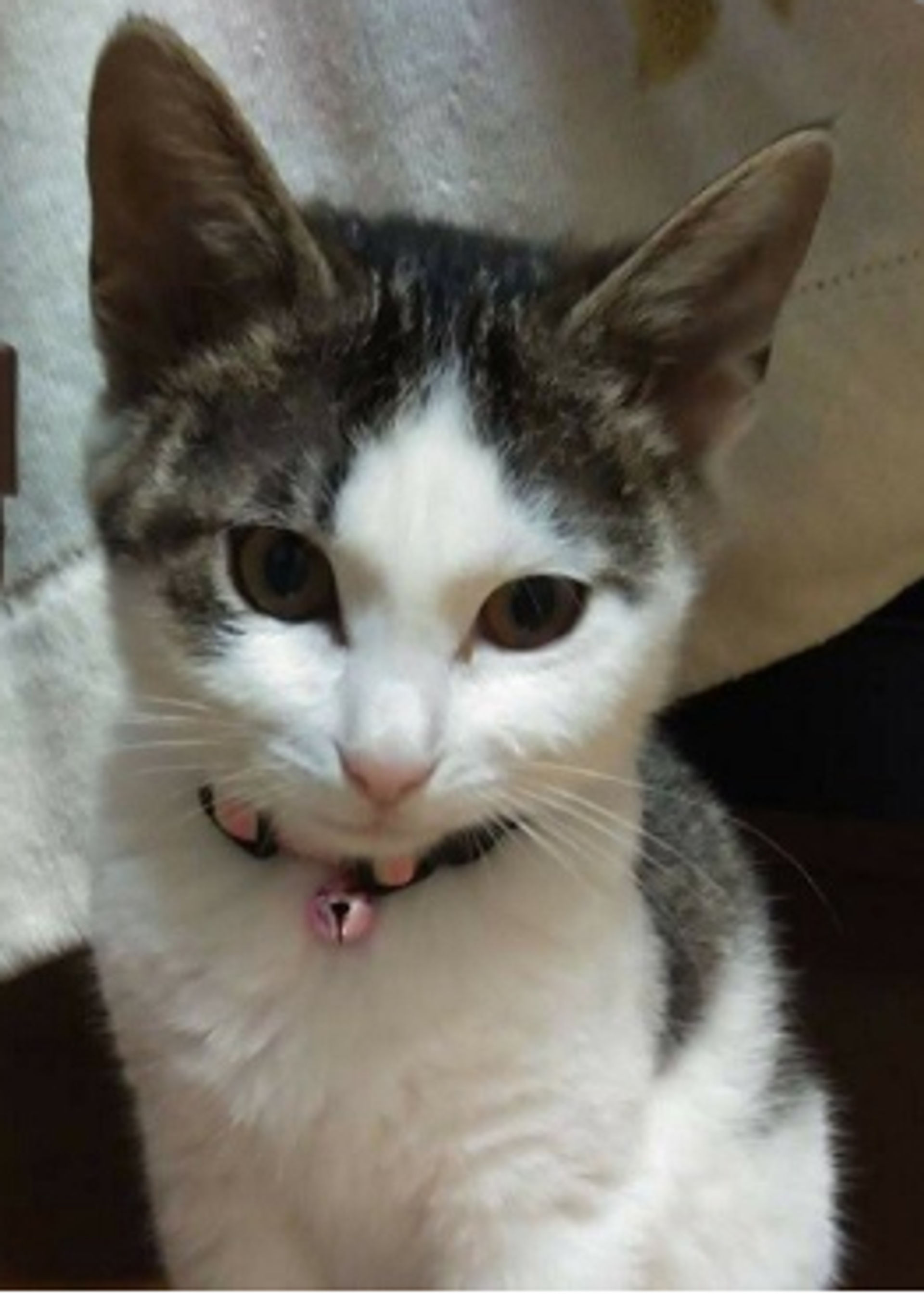 雑種（ミックス猫）・オスの里親募集の写真