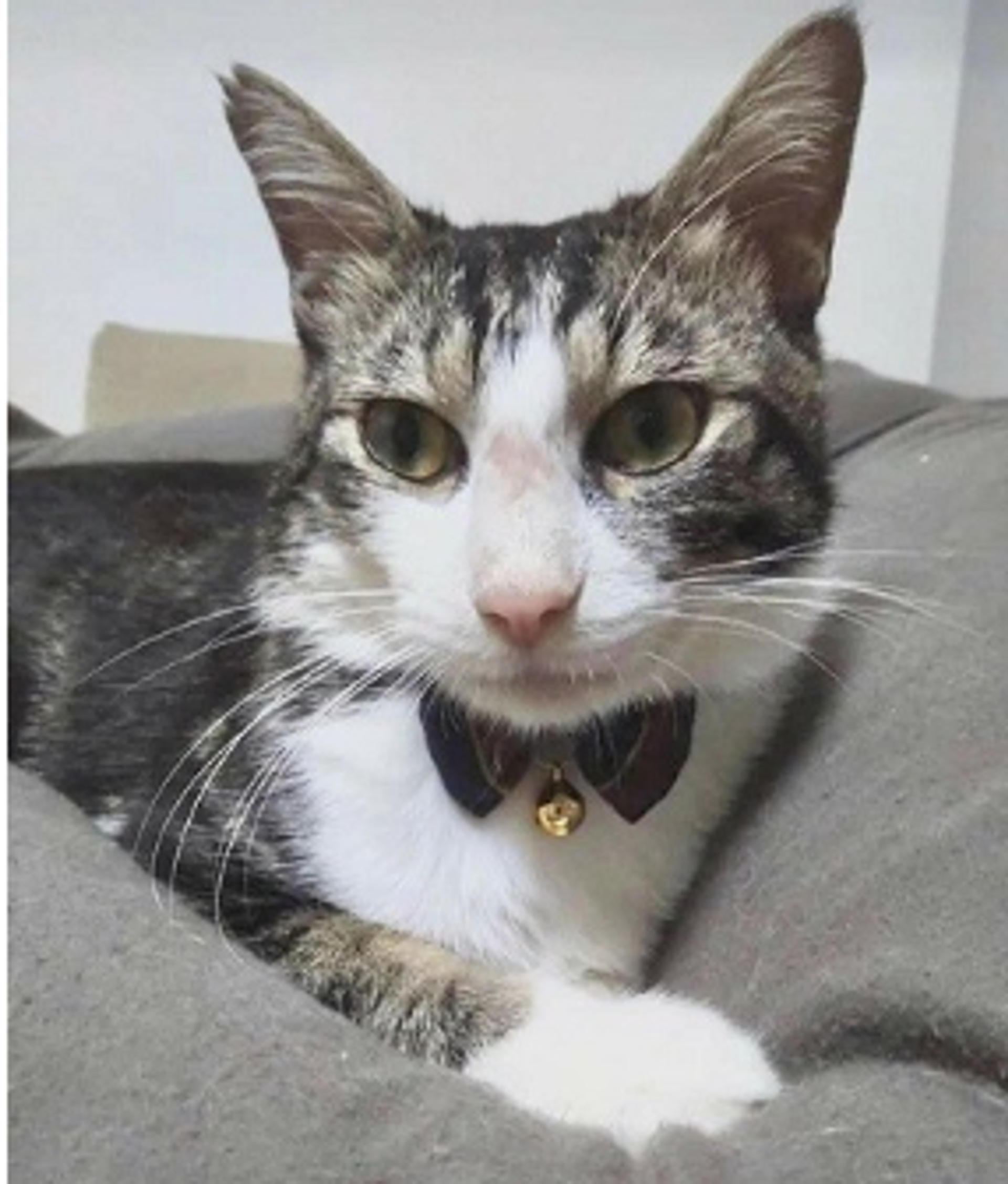 pet-image-2