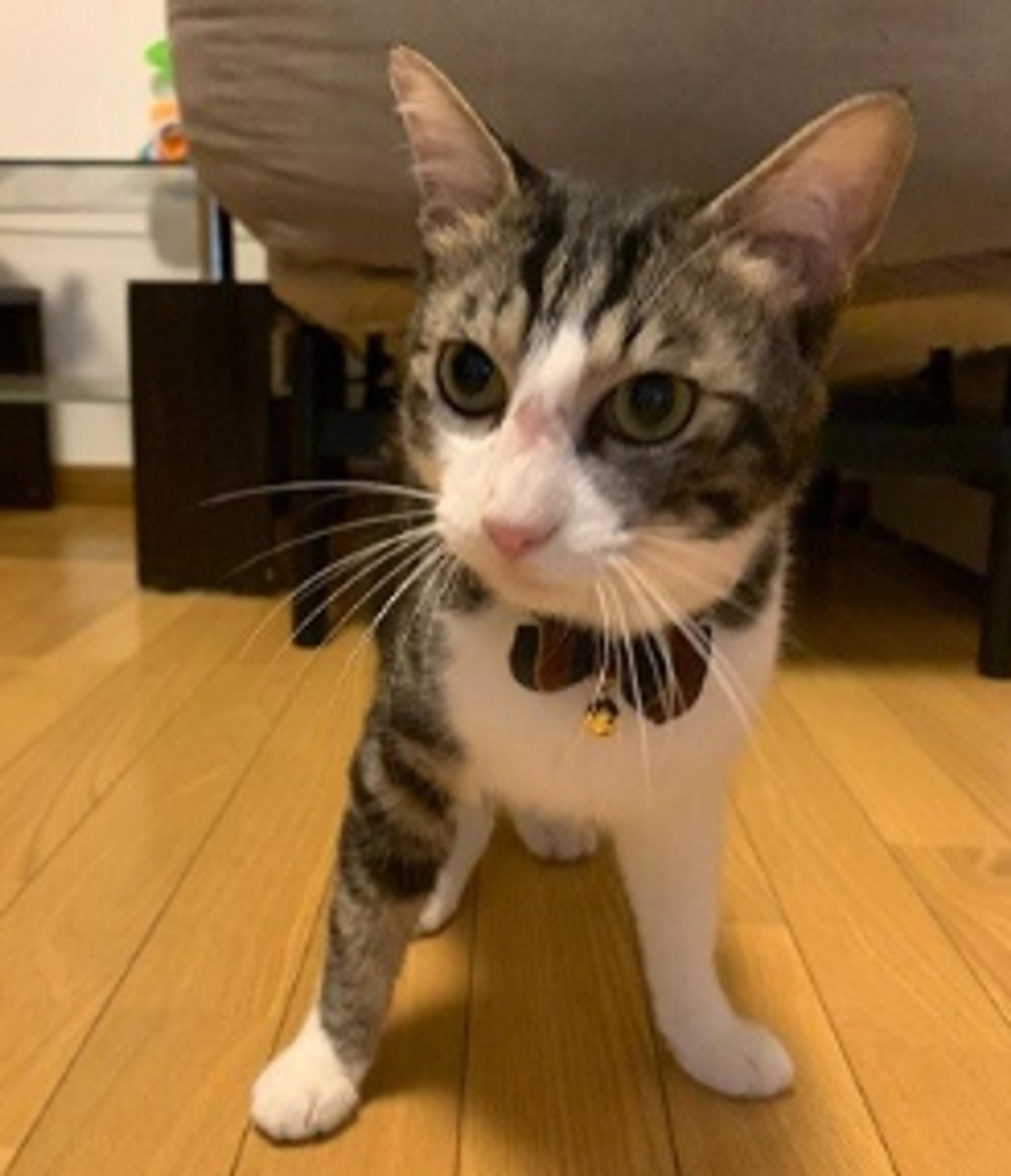 pet-image-3