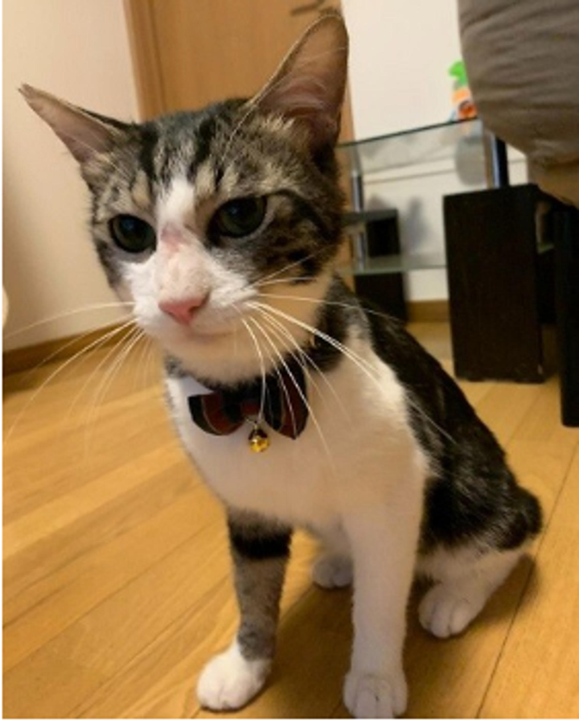 pet-image-4