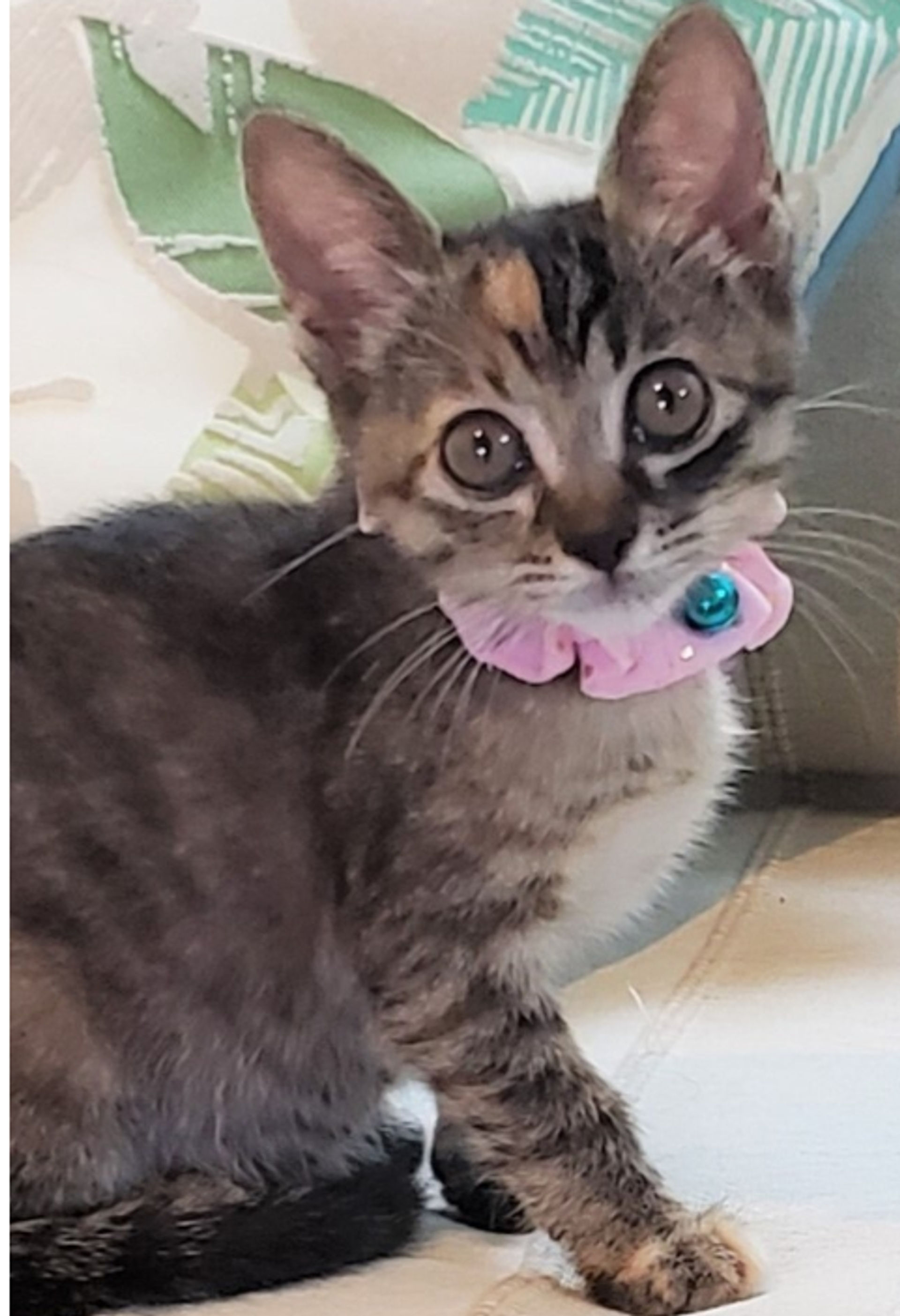 雑種（ミックス猫）・メスの里親募集の写真