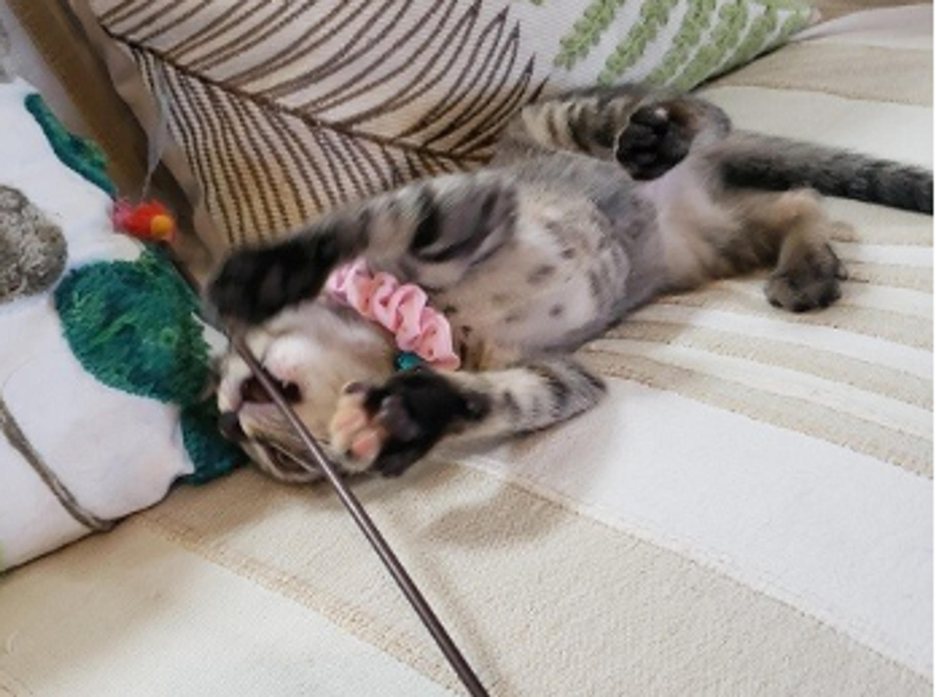 pet-image-4