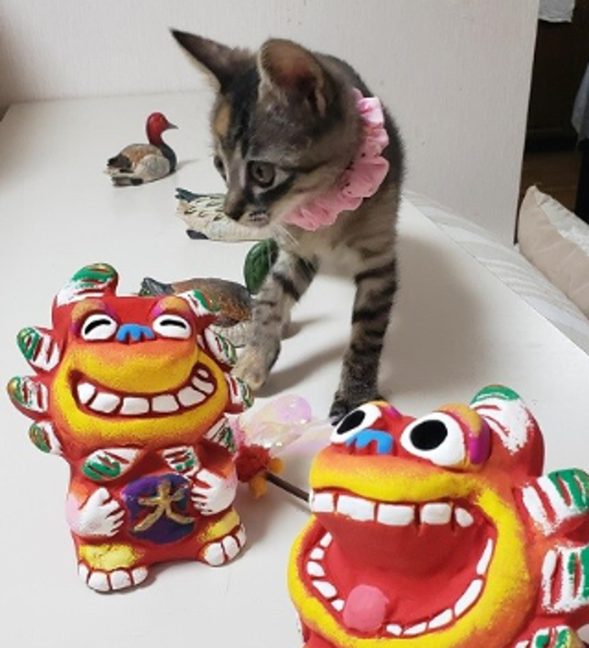 pet-image-6