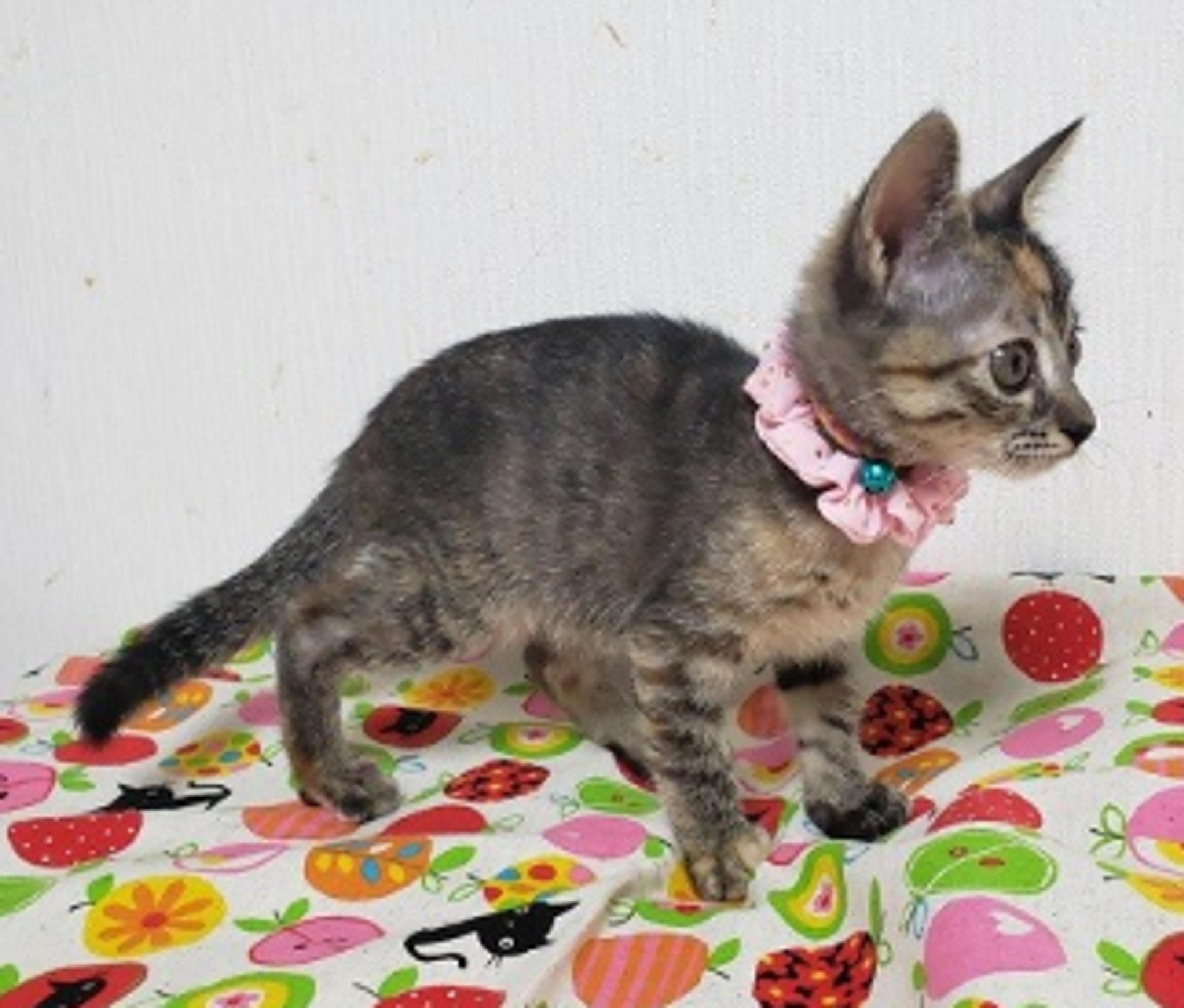 pet-image-7