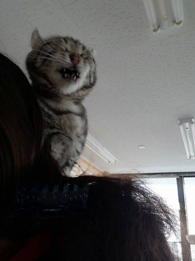 ニー