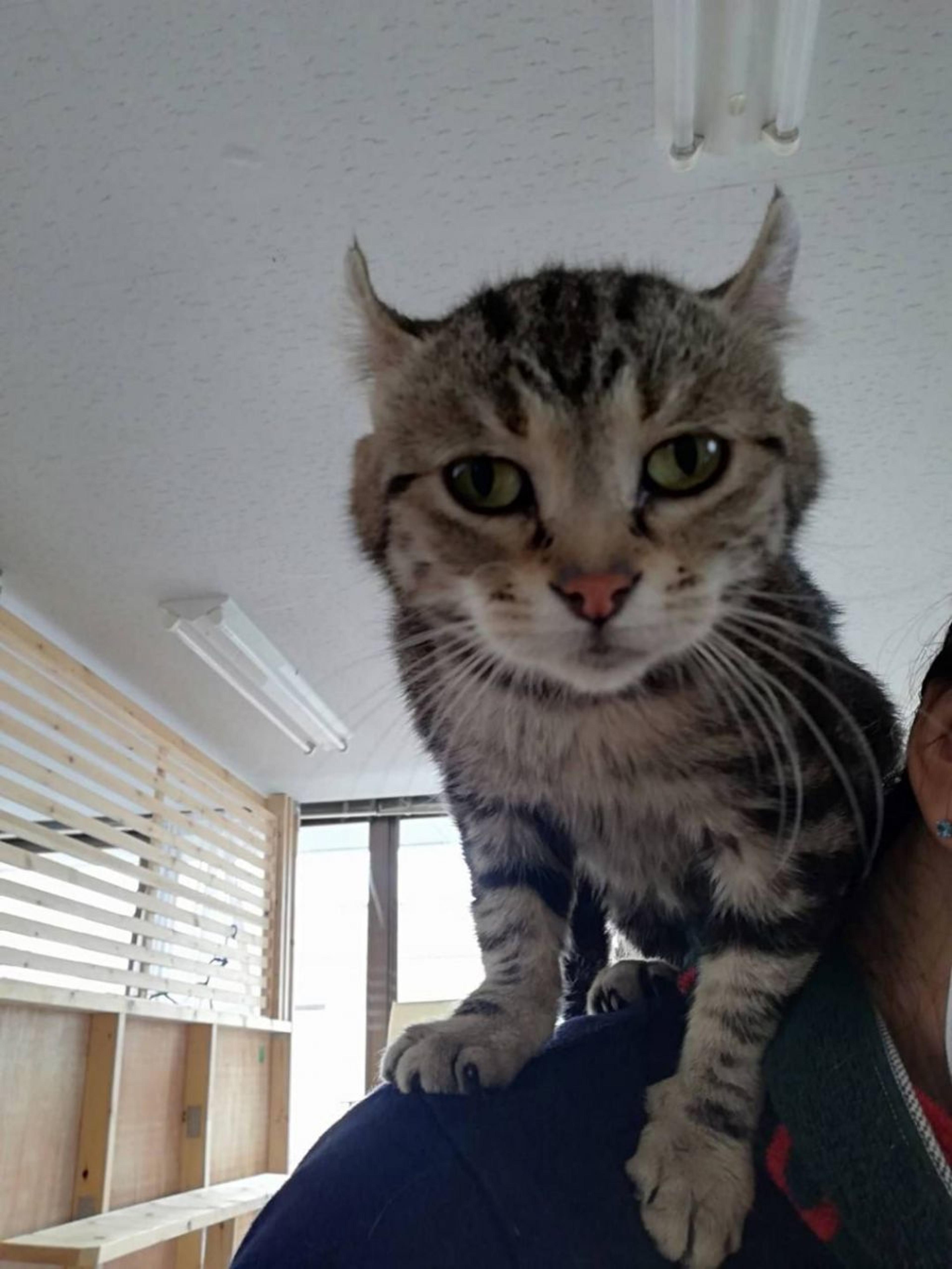 pet-image-5