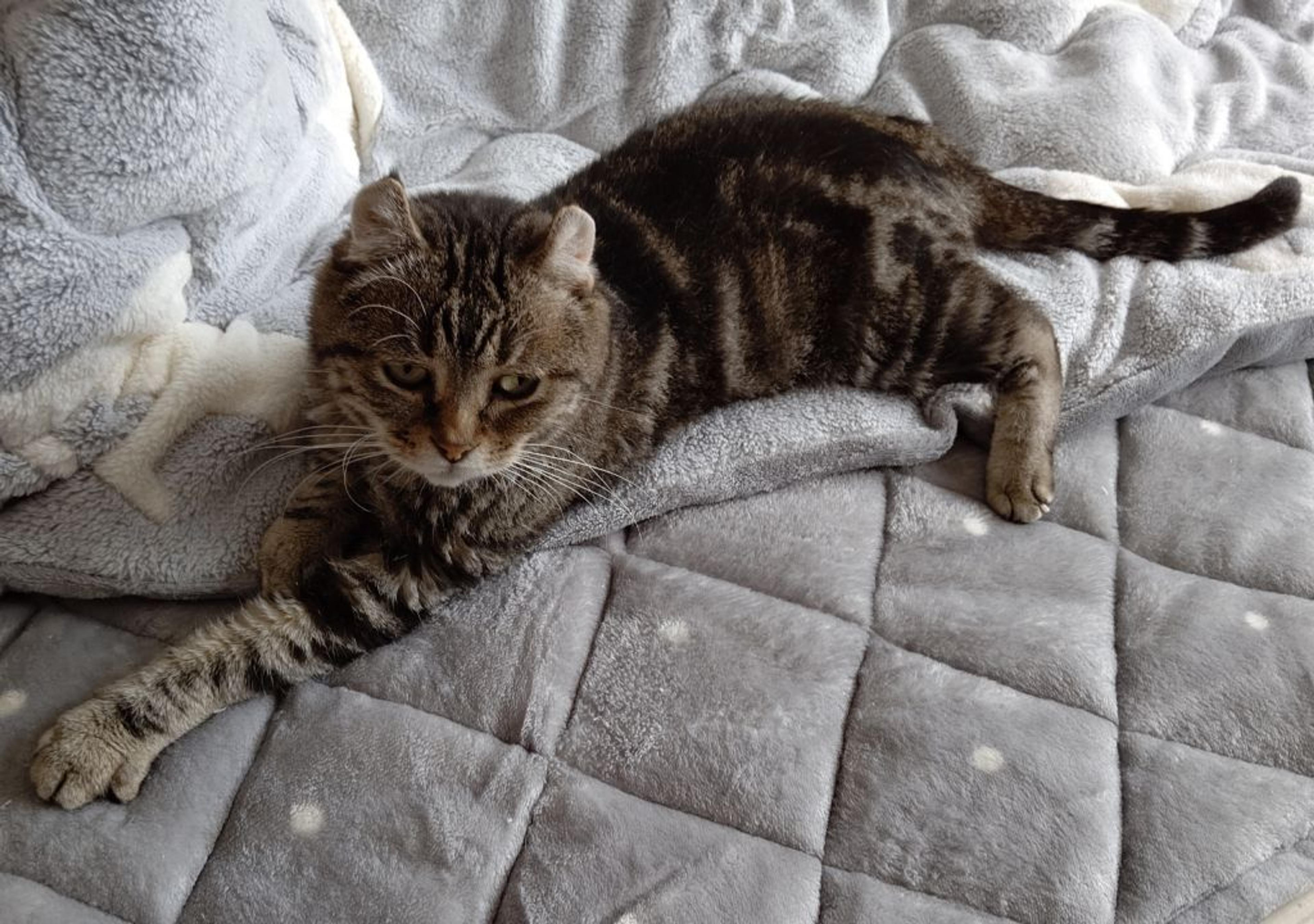 pet-image-2