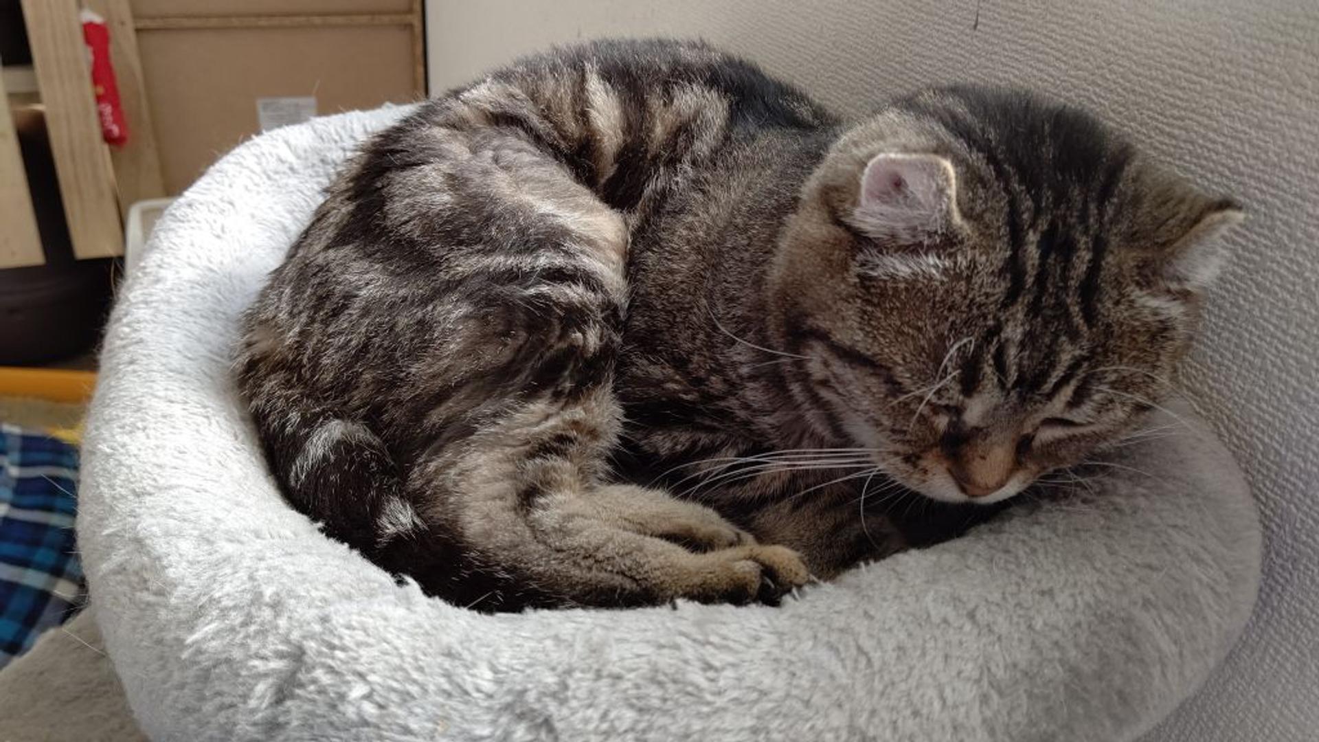 pet-image-3