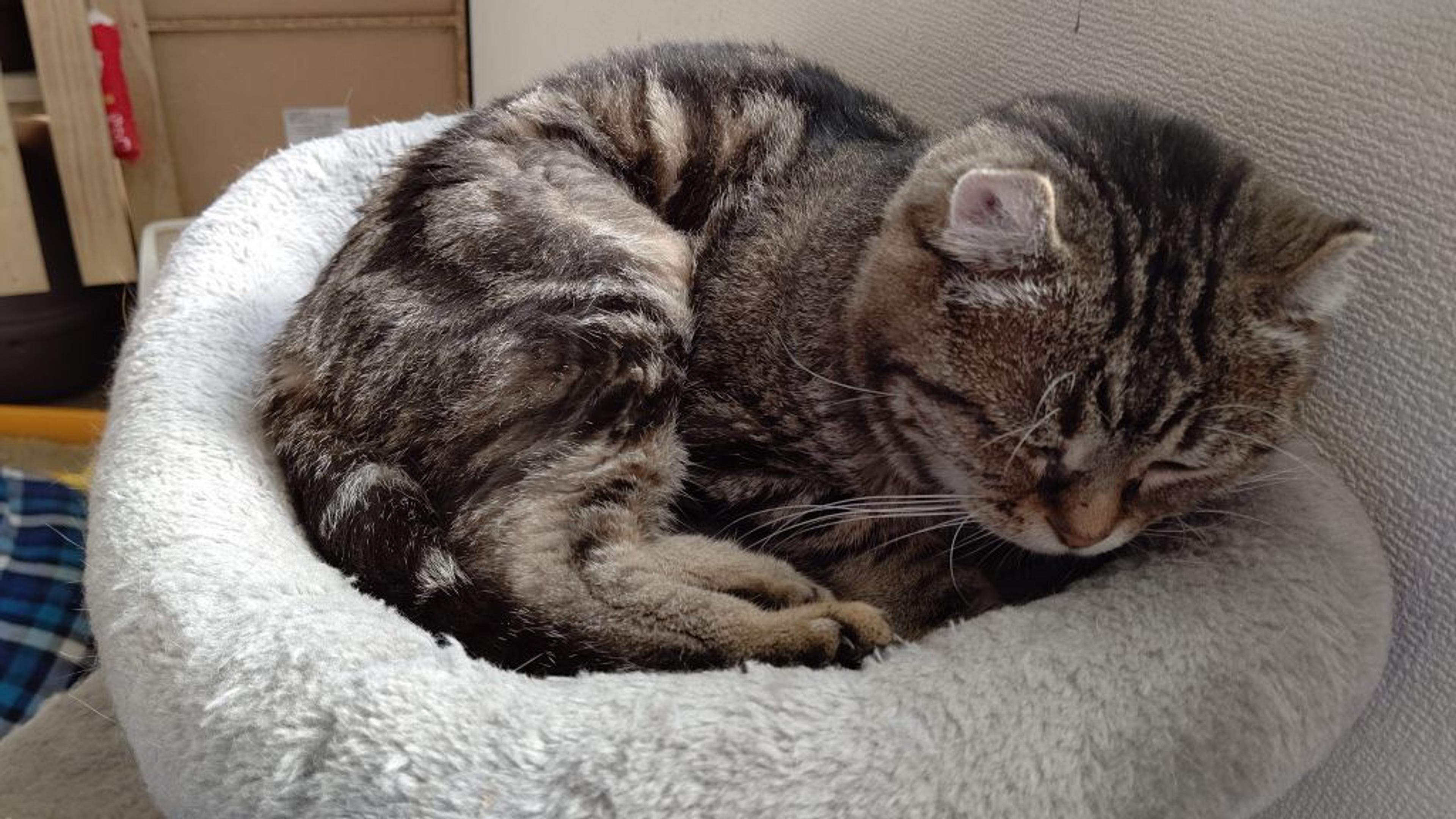 pet-image-3