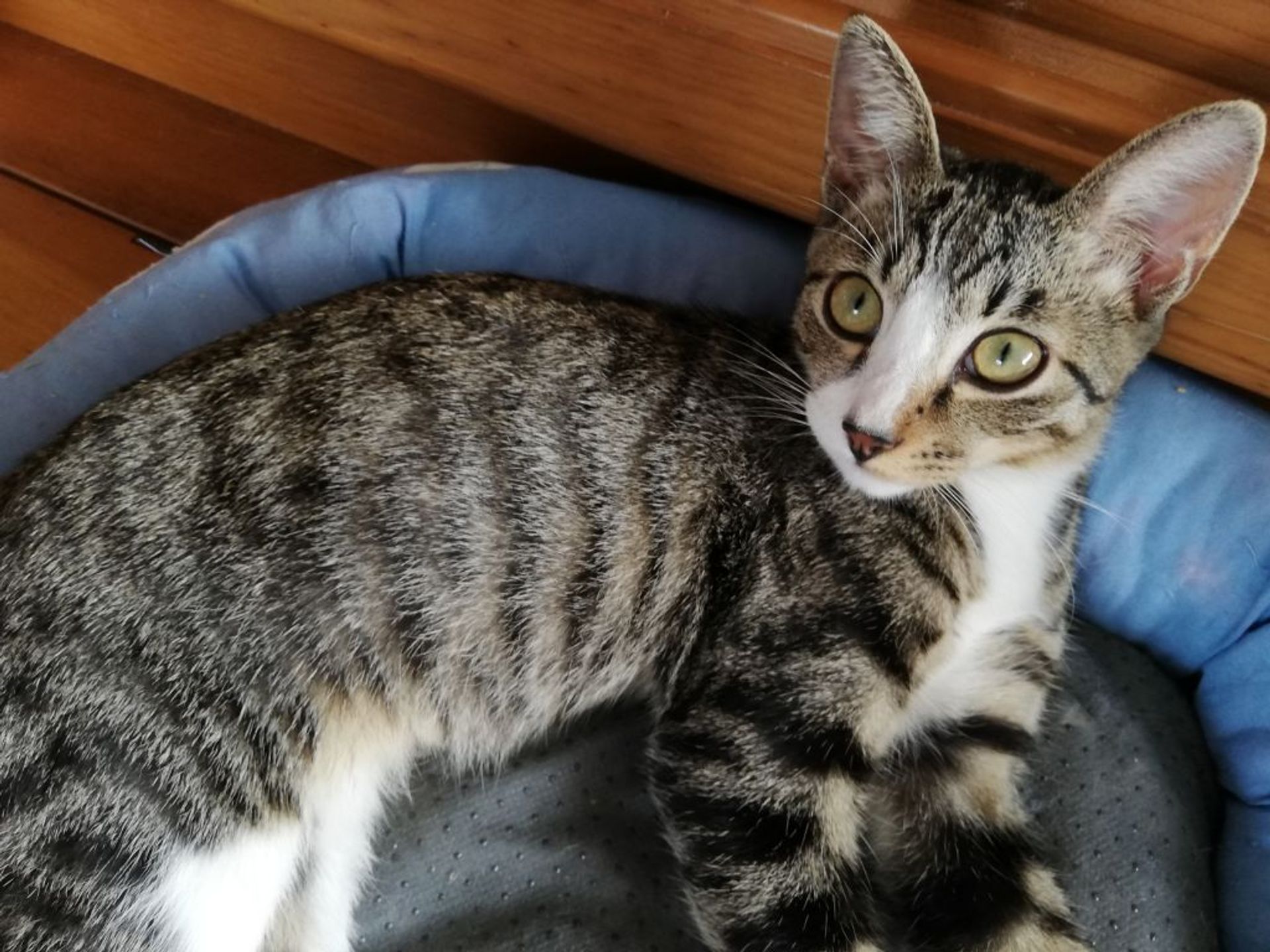 雑種（ミックス猫）・オスの里親募集の写真