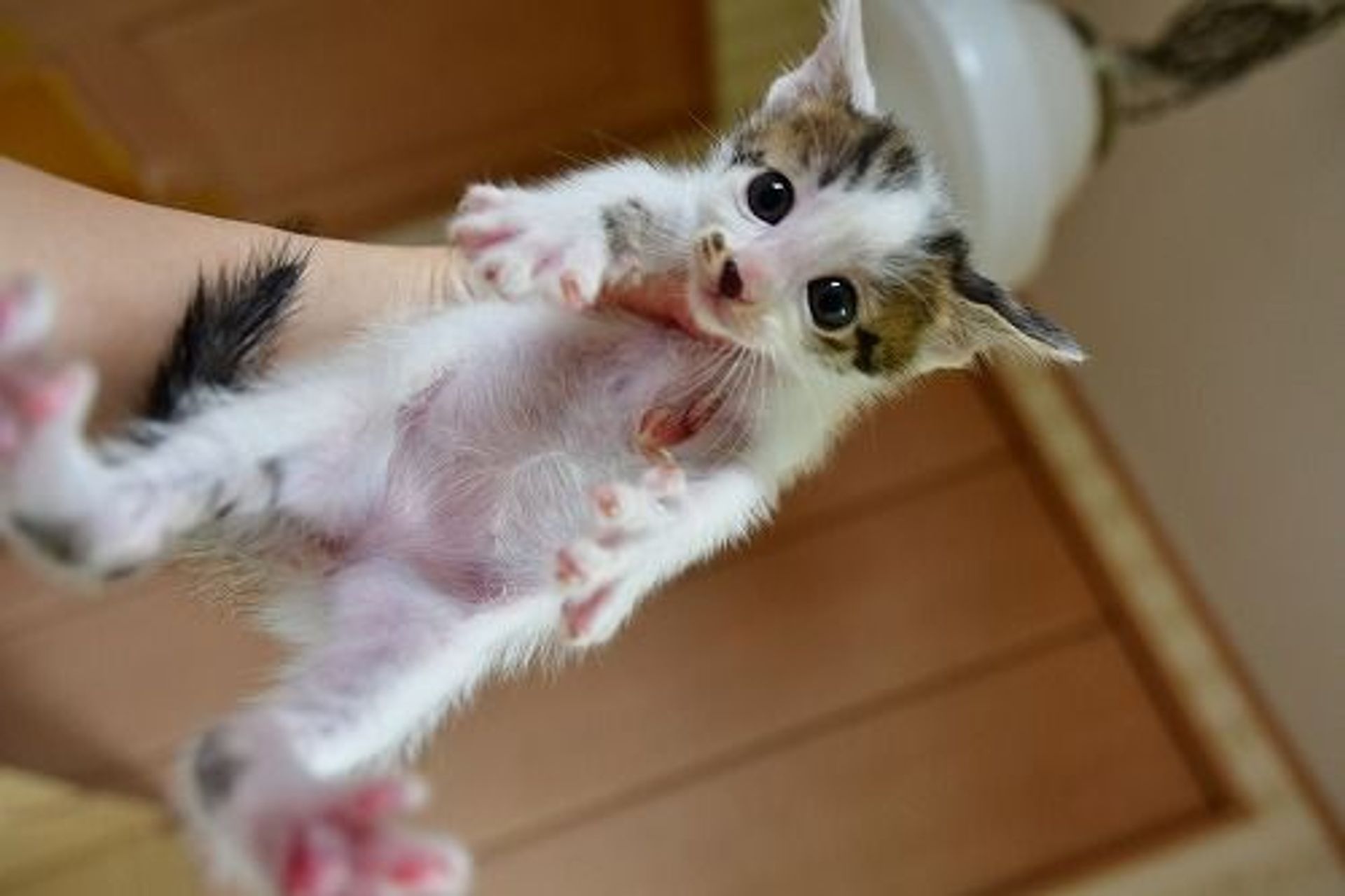 雑種（ミックス猫）・オスの里親募集の写真
