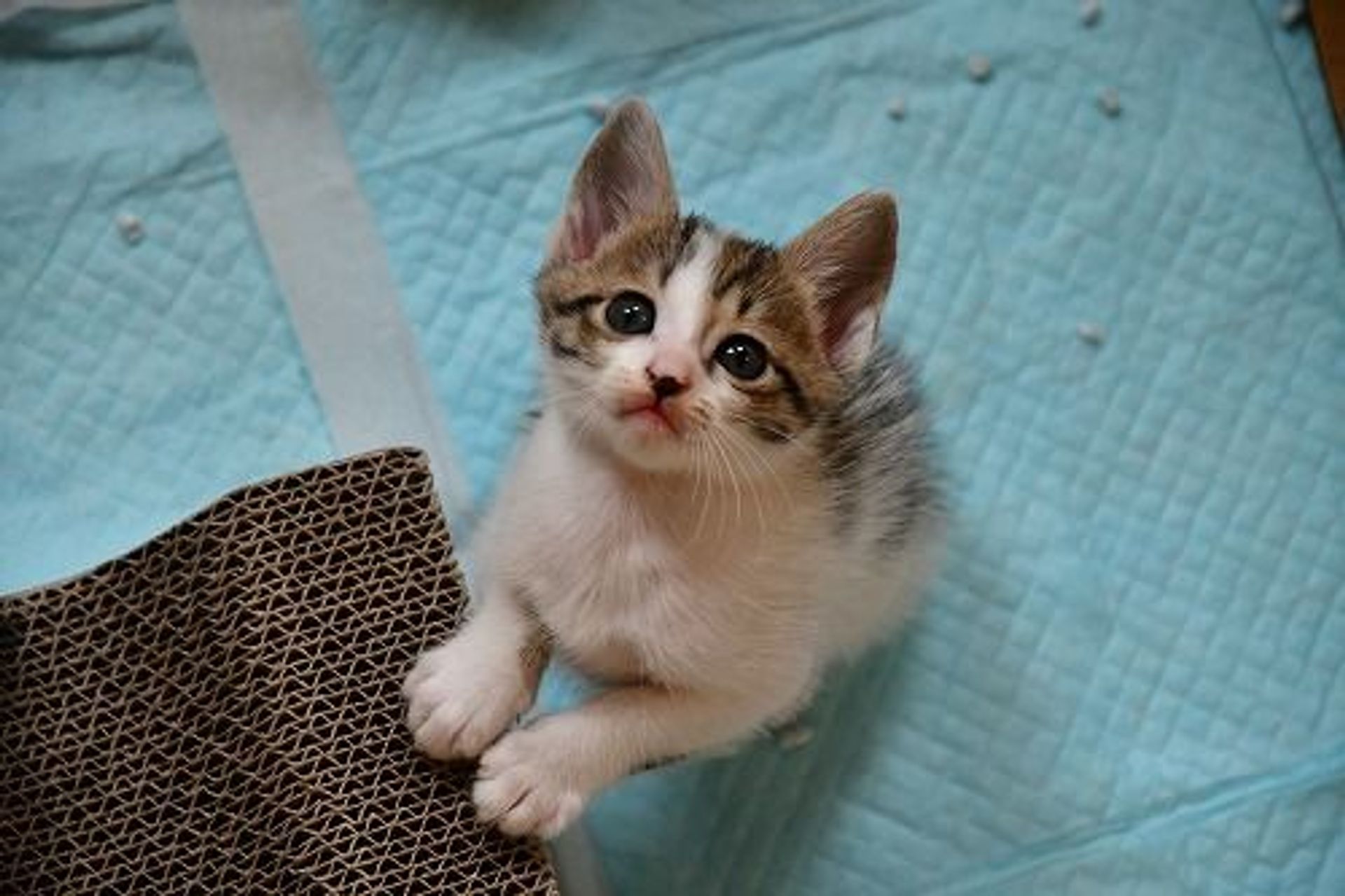 雑種（ミックス猫）・メスの里親募集の写真