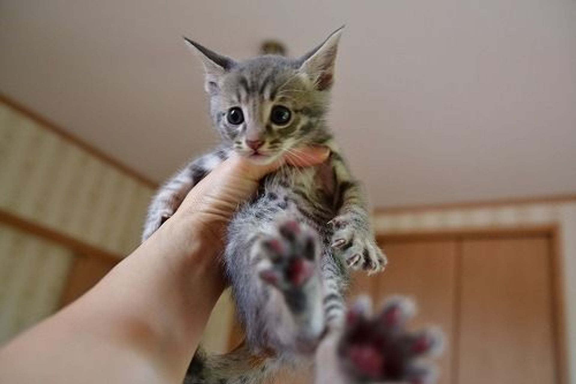 雑種（ミックス猫）・オスの里親募集の写真