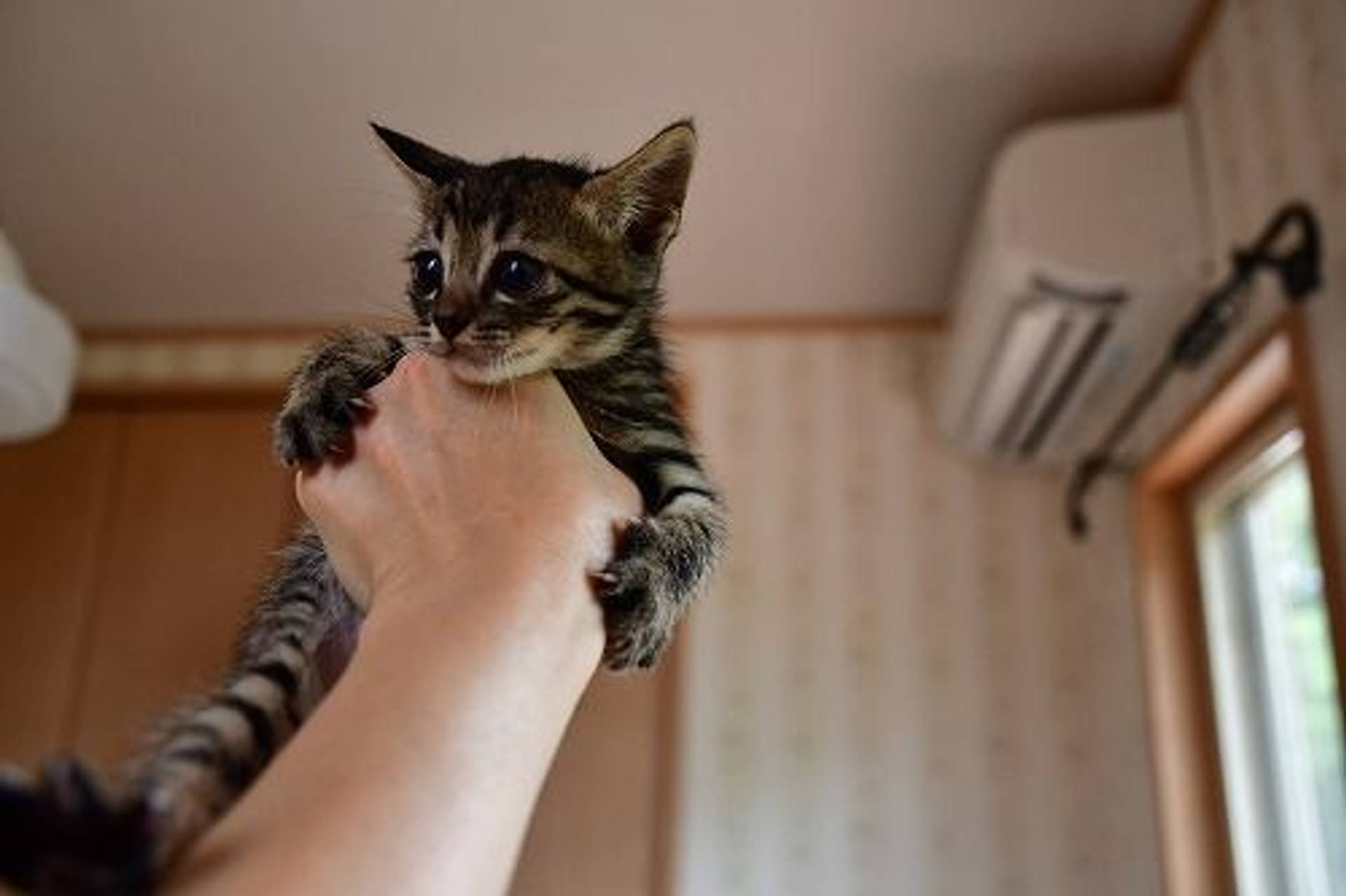 雑種（ミックス猫）・オスの里親募集の写真