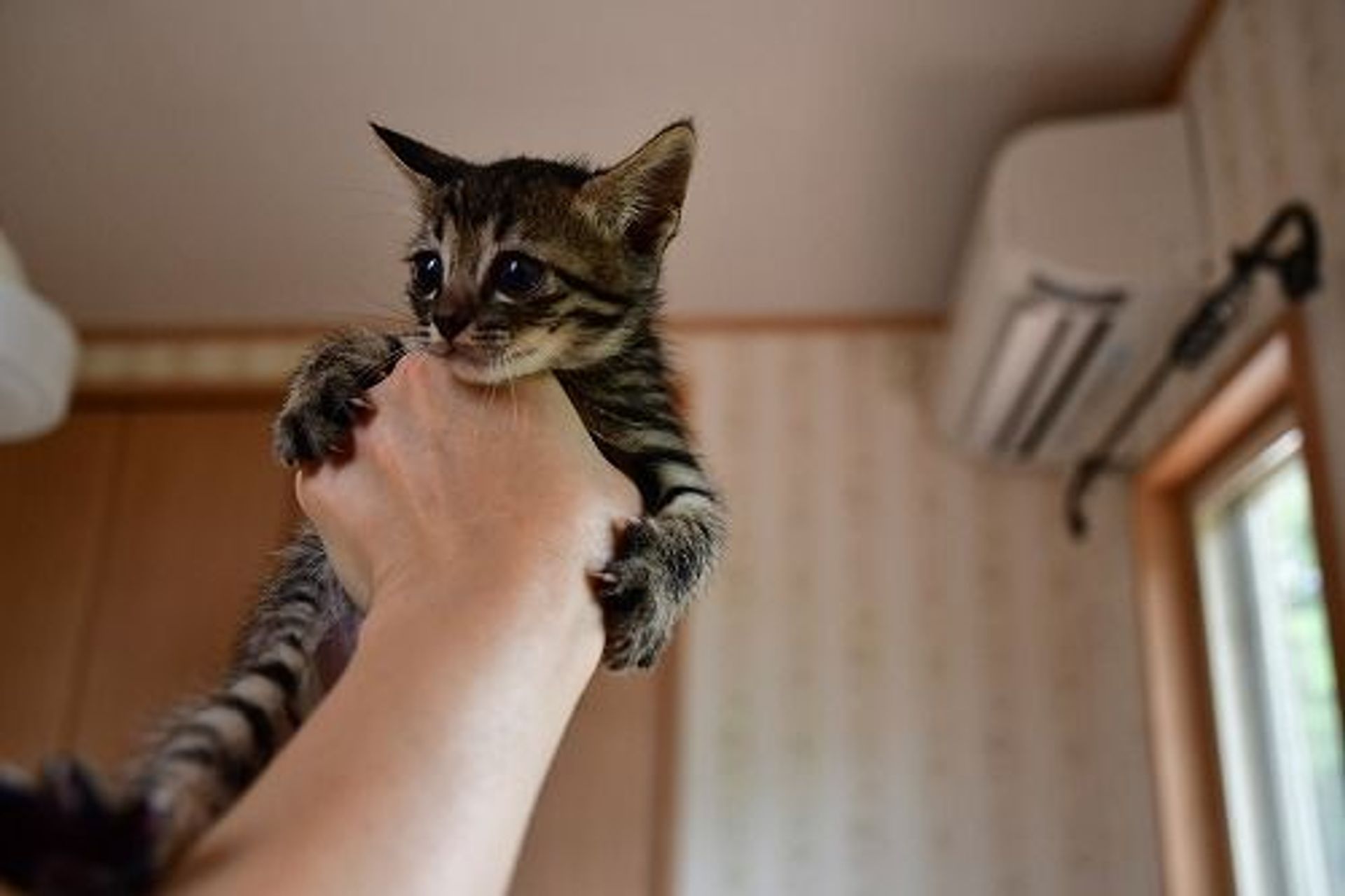 雑種（ミックス猫）・オスの里親募集の写真